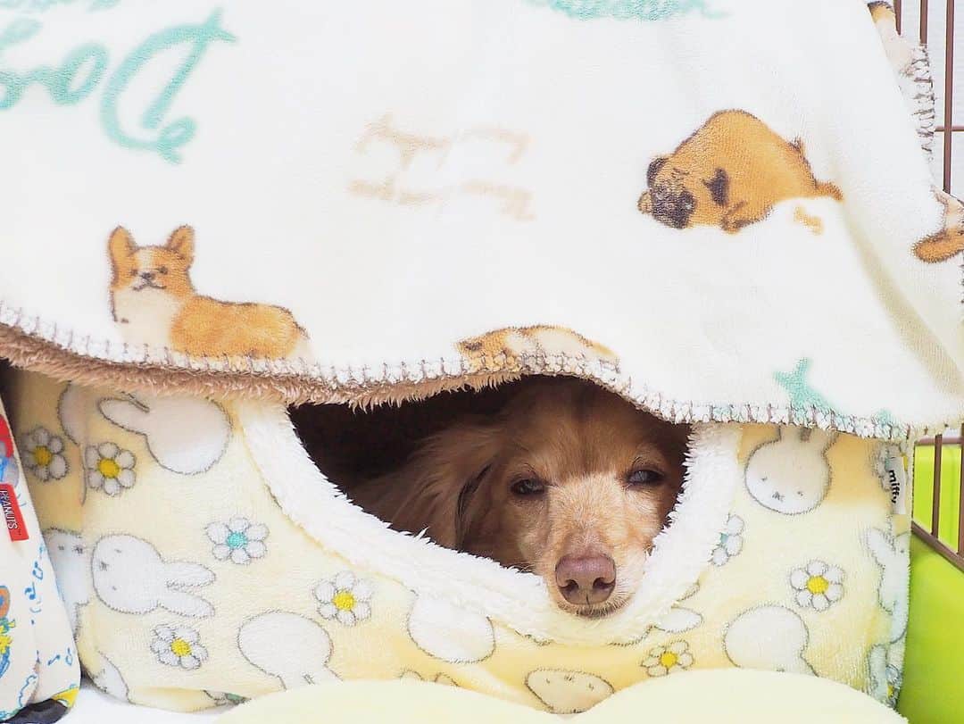 Sora Momoのインスタグラム：「ドーム型ベッドでウトウト🐶🐾 ☺︎ そらはドーム型ベッドがお気に入り でも、いつもベッドの中のクッションの下に潜り込んじゃってクッション被って寝ちゃう😥 それ敷くやつなんだけど😓っていつもなってたのに、なんとベッドにブランケット掛けたら、自分が被ってるって思うらしくて😂ちゃんとクッションの上に寝てる😆 そらっておもしろいよね😂😂 ☺︎ #ドーム型ベッドがお気に入り#可愛いお顔が見えてるよ#寝る時は何か被りたい#ももは自分で上手に被る#そらはクッション被ってた#ベッドに被せても#自分が被ってると思うらしい#毎日笑える#ミッフィちゃんが似合うおじさん #ダックス#ミニチュアダックス #dachshund #miniaturedachshund」