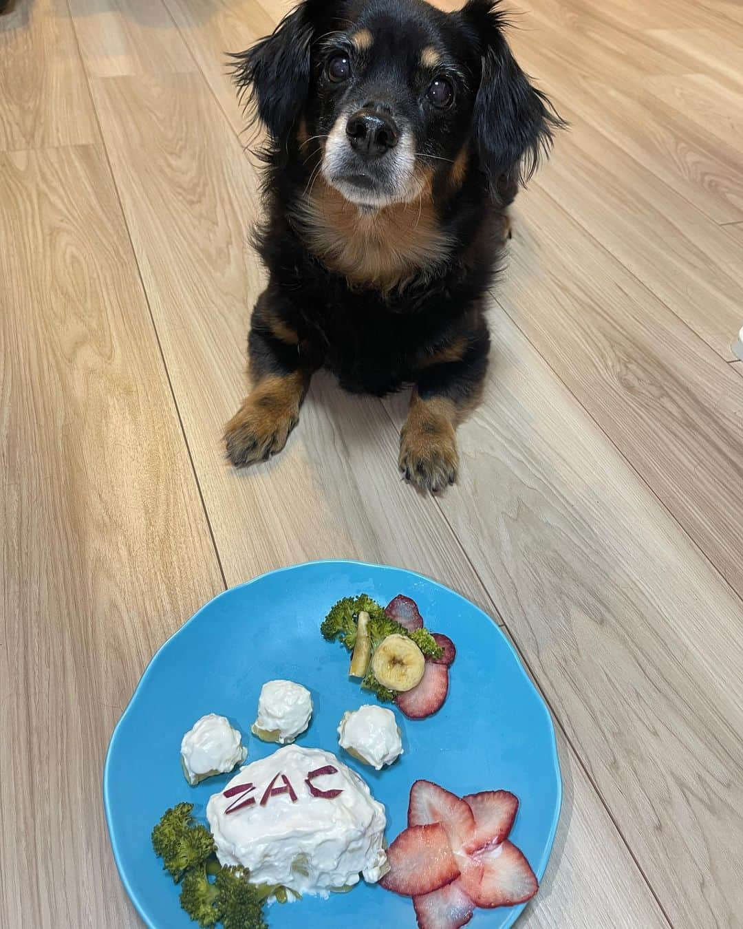 上福ゆきさんのインスタグラム写真 - (上福ゆきInstagram)「- happy 10th birthday🐶🎂 #zac #相棒 #チワックス #ポーカーフェイス #ビビり #風船もちょっと怖い #掃除機めっちゃ怖い #寝床は形より素材にこだわるタイプ」11月9日 23時35分 - yuki_kamifuku