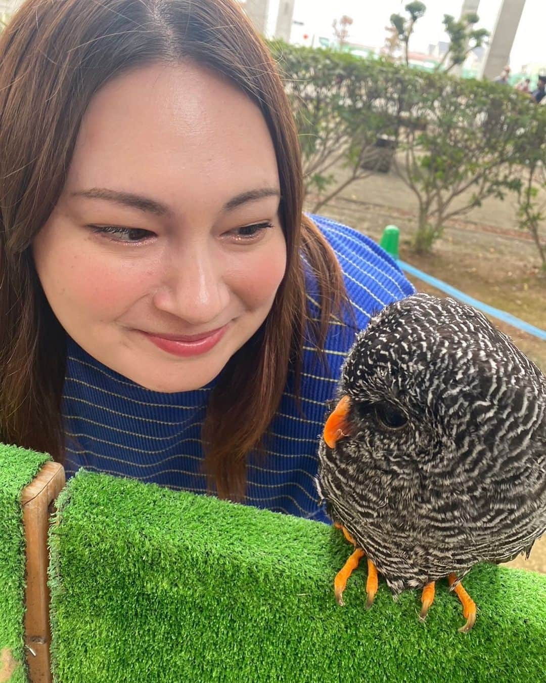 大橋ミチ子のインスタグラム：「お友達...🦉💗  大田原市産業文化祭にて🏭 @ricky.tochigi1212  人に慣れてて😭✨✨‼️ とっても可愛かった🥹💗  #栃木県　#ふくろうカフェ」