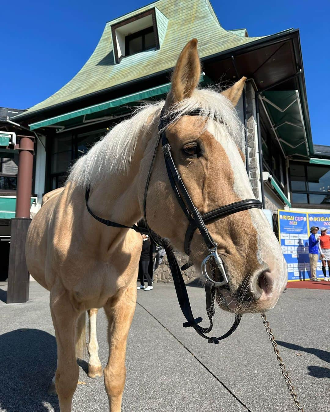 楠本彩乃 さんのインスタグラム写真 - (楠本彩乃 Instagram)「. 🐴🐴🐴❤️ #IKIGAICUP #ゴルフ」11月10日 0時17分 - ayagolf_14