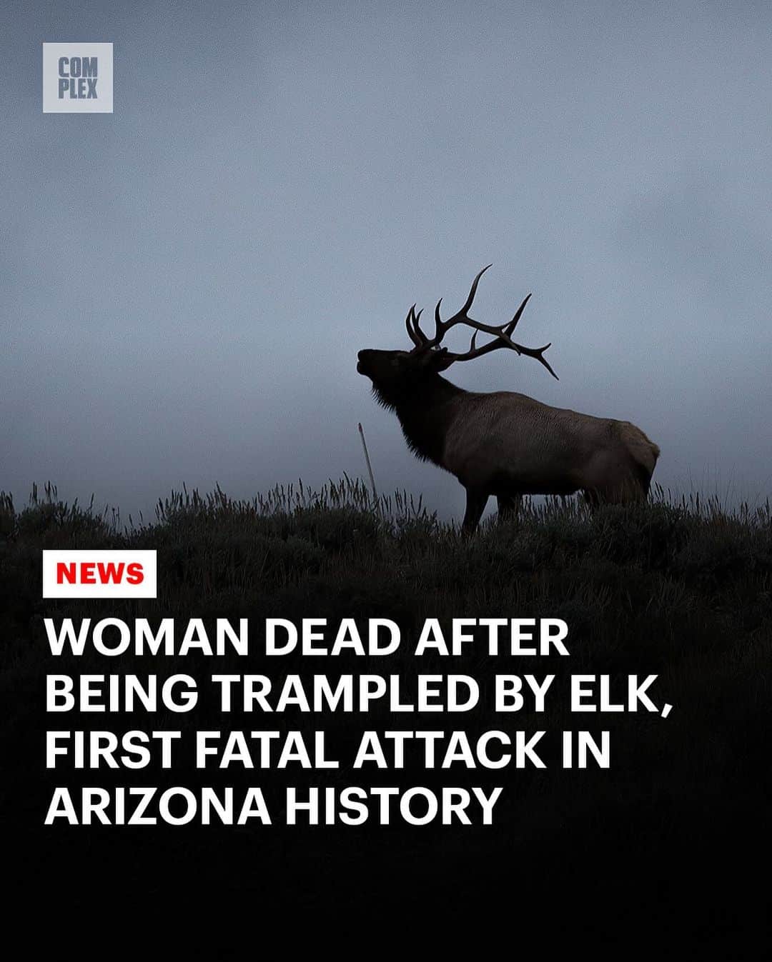 COMPLEXのインスタグラム：「A woman is dead after being trampled to death in what is believed to be the "first fatal elk attack" in Arizona history. Full story in @complexnews LINK IN BIO.」