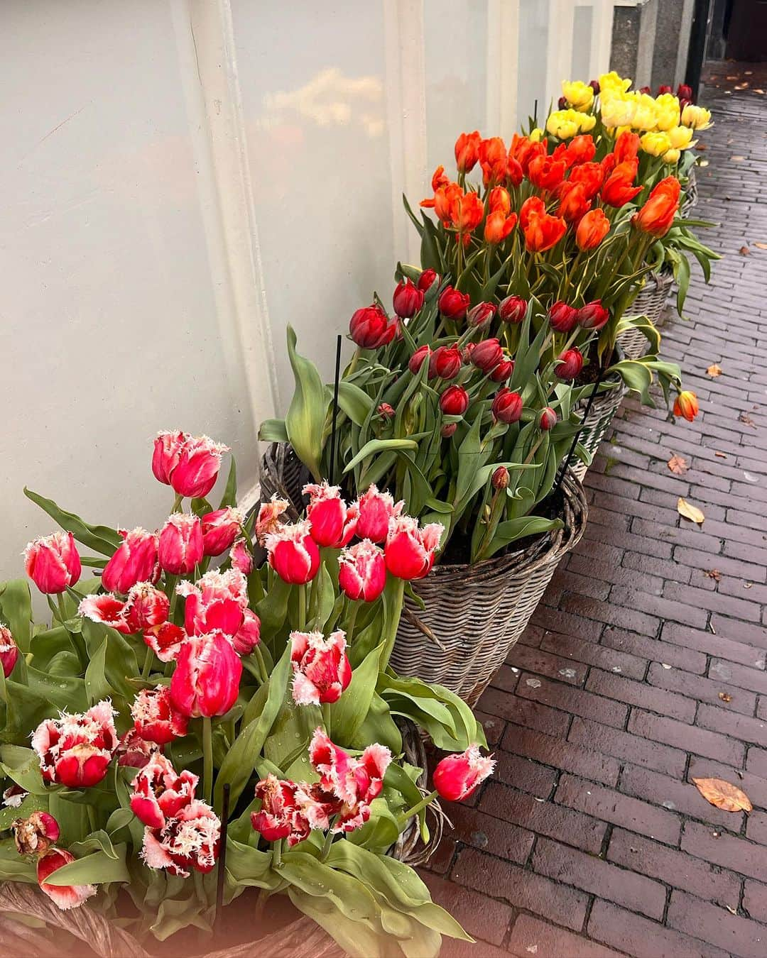 リー・トンプソンさんのインスタグラム写真 - (リー・トンプソンInstagram)「The beauty of art never gets old. In these confusing painful times it feeds my heart to cherish all that is wonderful. Thank you #VanGogh #eiffeltower #tulips🌷 #raininamsterdam🌧️ @amberinthevalley」11月10日 1時43分 - lea_thompson