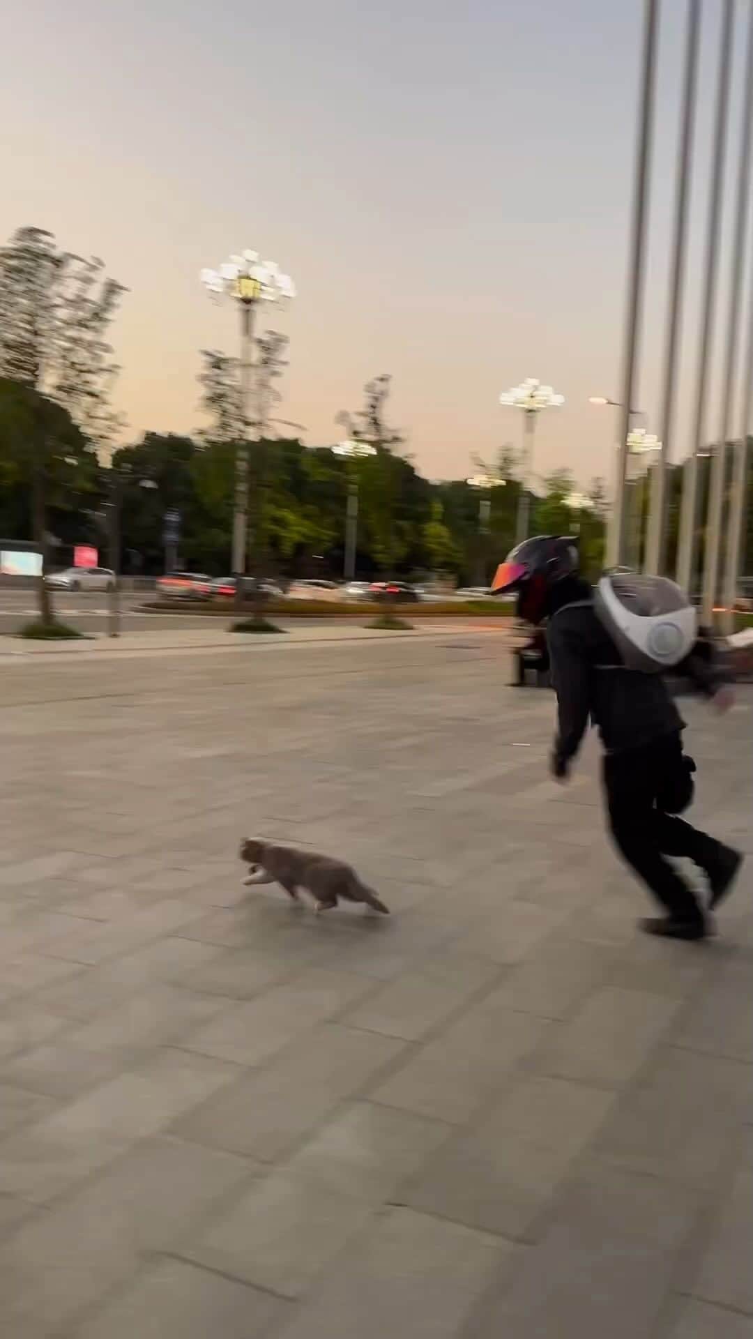 のインスタグラム：「@catwonderful_ 🏍️😻」