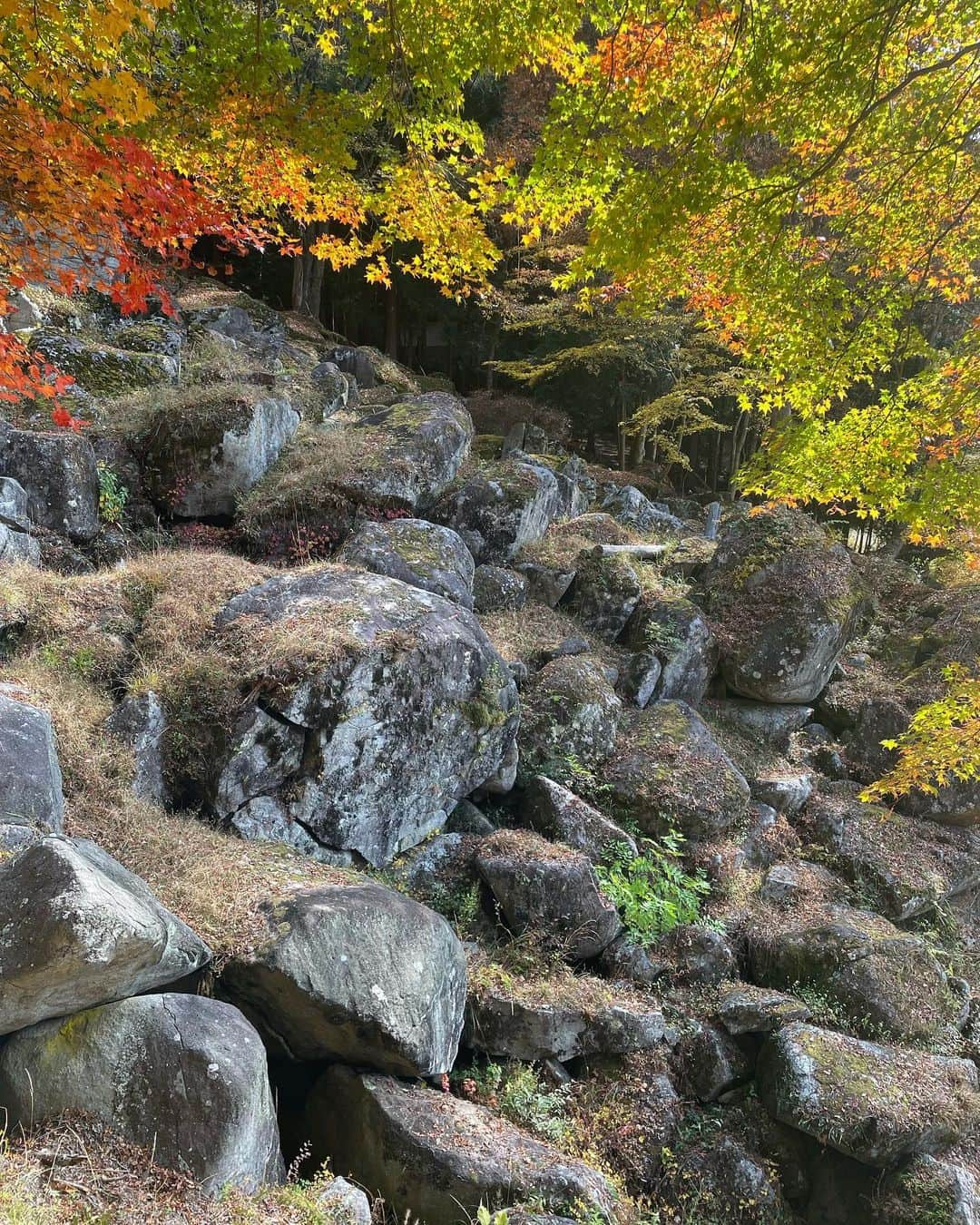関口愛美さんのインスタグラム写真 - (関口愛美Instagram)「山梨県甲州市の天目山 栖雲寺にて岩に座って坐禅をさせて頂きました。ここの石庭は宇宙や大自然が創り出した神秘的な景観と清々しい空気が心地良い最高の場所です。 丁度11月10〜12日は宝物風入れ展で普段は非公開の文化財が見られます！とてもおすすめの場所なので是非一度足を運んでみて下さい☺️  #栖雲寺 #天目山 #禅 #坐禅 #岩坐禅 #zen #巨石 #山梨県 #甲州市 #tenmoku」11月10日 1時56分 - sekiguchiaimi