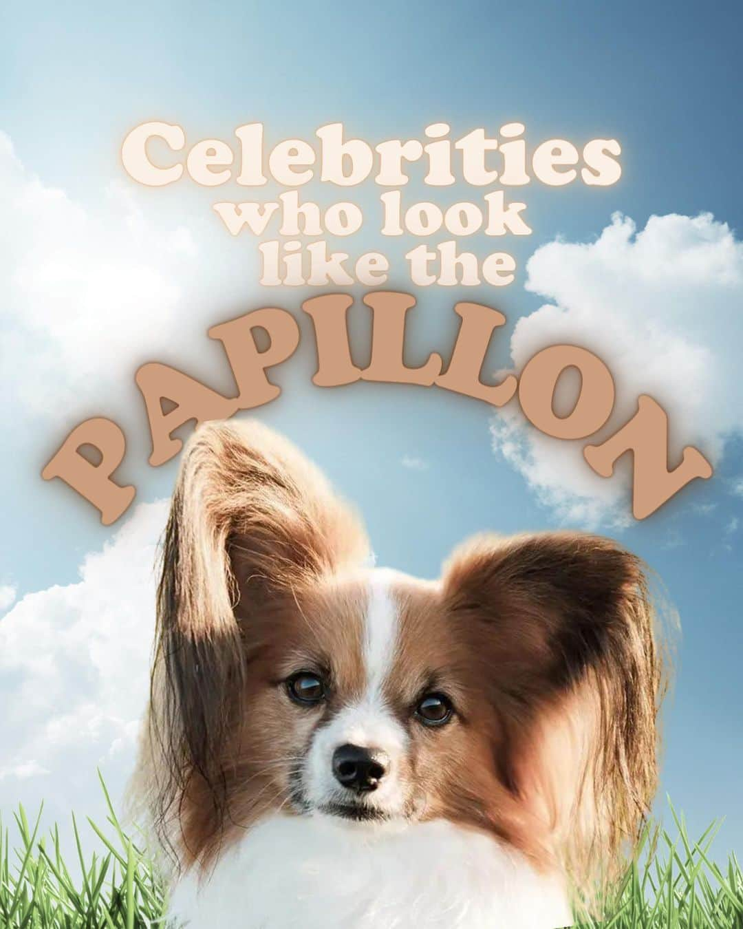 JessRonaGroomingさんのインスタグラム写真 - (JessRonaGroomingInstagram)「The Dog of the Week is… the Papillon! 🦋🎉  #papillon #dogoftheweek #reesewitherspoon #arianagrande #jenniferlovehewitt #genesimmons #jessronagrooming」11月10日 2時29分 - jessronagrooming