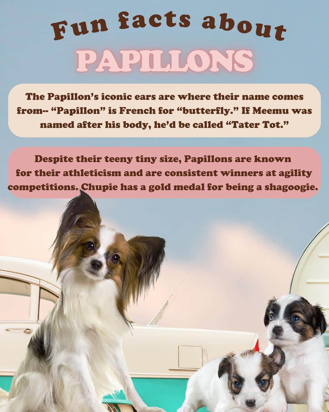 JessRonaGroomingさんのインスタグラム写真 - (JessRonaGroomingInstagram)「The Dog of the Week is… the Papillon! 🦋🎉  #papillon #dogoftheweek #reesewitherspoon #arianagrande #jenniferlovehewitt #genesimmons #jessronagrooming」11月10日 2時29分 - jessronagrooming