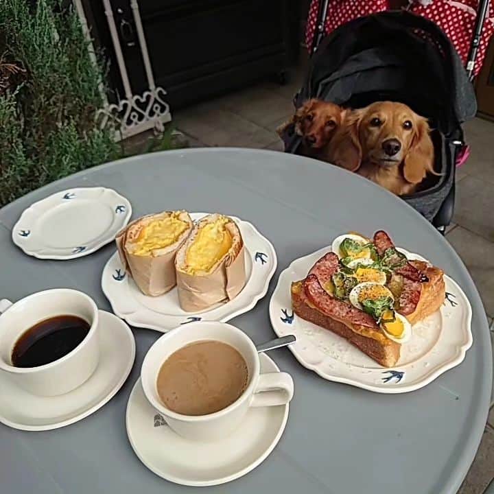 ピックさんのインスタグラム写真 - (ピックInstagram)「愛知牧場🐄コスモス🌺🌺 シジミ目🐶🐶🐶トリオ 、 コスモス🌺畑は100円で入場出来て、ぐるぐるぐるぐるお花を見ながらけっこう歩けたよー 、 途中、撮影して、ピク＆ピコ＆りくお兄ちゃんがお疲れサインで、切り上げて、目的地 、 #フォトベルカフェ　さんに到着したものの、 事前に電話📞したときには、１１時のみご予約可能ですって言われたから、11時にはいけないから予約しずに、そのままお店に行くと、お姉さんが、わんちゃん同伴は、必ず予約し、11時と13時の2部制でって、お電話頂いたときに、私が担当しずに、しっかりと説明が出来ずに申し訳ございませんって🙏 、 昨日お席が空いてればご案内出来るのですが、わんちゃん同伴はお席がいっぱいでって事で諦めて、 、 とりあえず杁ヶ池公園に 、 前に、 #つばめパン 　杁ヶ池公園店舗が #テラスわんこok 　ってことで 空いてるか、電話し、ご予約は出来ないので、今は空いてますって事で急いで でも、 下に下ろそうが、おろさなかろうが、 テラスに入り飲食同伴する、わんこちゃんは、マナーパンツ着用なので、ご注意を⚠  、 そして、お昼にはテラス満席🈵 美味しいし、緑に囲まれたテラスはとっても気持ちよかったーその後そのまま杁ヶ池公園お散歩も出来るし、サイコ～ 、 ホットコーヒーおかわり無料だし🉐 、 フォトベルカフェは、またリベンジしようねー 、 フォトベルカフェは、10キロ、未満の子に限るので、前に、エルくんと行こうとして駄目で 昨日も、駄目で 3度目の正直で、次は行きたい 、 昨日は、1日ありがとうねー. 、 #テラスわんこok  #犬友 #杁ヶ池公園 #つばめパン #ランチ #愛知県  #イッヌ #いぬバカ部 #pecoいぬ部 #peppyフォト部 #dachshundlove #doggy #dogstagram_japan #イヌスタグラム #いぬすたぐらむ #たんそく部 #いぬのいる暮らし #犬の居る生活 #miniaturedachshund #犬 #dog #todayswanko #pecoいぬ部 #わんわん小学校 #lovedogs #犬好きな人と繋がりたい」11月10日 2時58分 - pick09040904