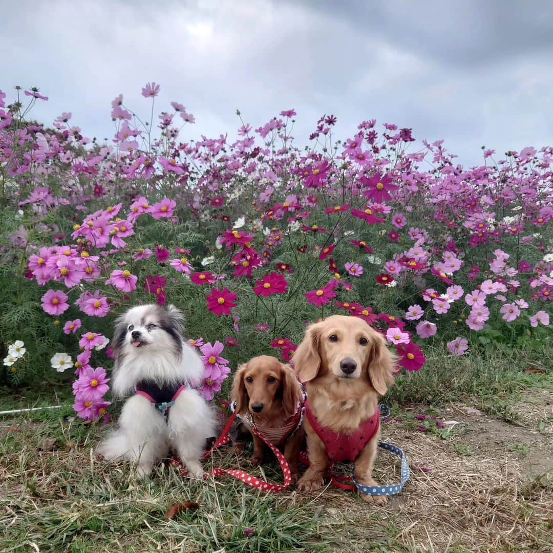 ピックのインスタグラム：「愛知牧場🐄コスモス🌺🌺 シジミ目🐶🐶🐶トリオ 、 コスモス🌺畑は100円で入場出来て、ぐるぐるぐるぐるお花を見ながらけっこう歩けたよー 、 途中、撮影して、ピク＆ピコ＆りくお兄ちゃんがお疲れサインで、切り上げて、目的地 、 #フォトベルカフェ　さんに到着したものの、 事前に電話📞したときには、１１時のみご予約可能ですって言われたから、11時にはいけないから予約しずに、そのままお店に行くと、お姉さんが、わんちゃん同伴は、必ず予約し、11時と13時の2部制でって、お電話頂いたときに、私が担当しずに、しっかりと説明が出来ずに申し訳ございませんって🙏 、 昨日お席が空いてればご案内出来るのですが、わんちゃん同伴はお席がいっぱいでって事で諦めて、 、 とりあえず杁ヶ池公園に 、 前に、 #つばめパン 　杁ヶ池公園店舗が #テラスわんこok 　ってことで 空いてるか、電話し、ご予約は出来ないので、今は空いてますって事で急いで でも、 下に下ろそうが、おろさなかろうが、 テラスに入り飲食同伴する、わんこちゃんは、マナーパンツ着用なので、ご注意を⚠  、 そして、お昼にはテラス満席🈵 美味しいし、緑に囲まれたテラスはとっても気持ちよかったーその後そのまま杁ヶ池公園お散歩も出来るし、サイコ～ 、 ホットコーヒーおかわり無料だし🉐 、 フォトベルカフェは、またリベンジしようねー 、 フォトベルカフェは、10キロ、未満の子に限るので、前に、エルくんと行こうとして駄目で 昨日も、駄目で 3度目の正直で、次は行きたい 、 昨日は、1日ありがとうねー. 、 #テラスわんこok  #犬友 #杁ヶ池公園 #つばめパン #ランチ #愛知県  #イッヌ #いぬバカ部 #pecoいぬ部 #peppyフォト部 #dachshundlove #doggy #dogstagram_japan #イヌスタグラム #いぬすたぐらむ #たんそく部 #いぬのいる暮らし #犬の居る生活 #miniaturedachshund #犬 #dog #todayswanko #pecoいぬ部 #わんわん小学校 #lovedogs #犬好きな人と繋がりたい」