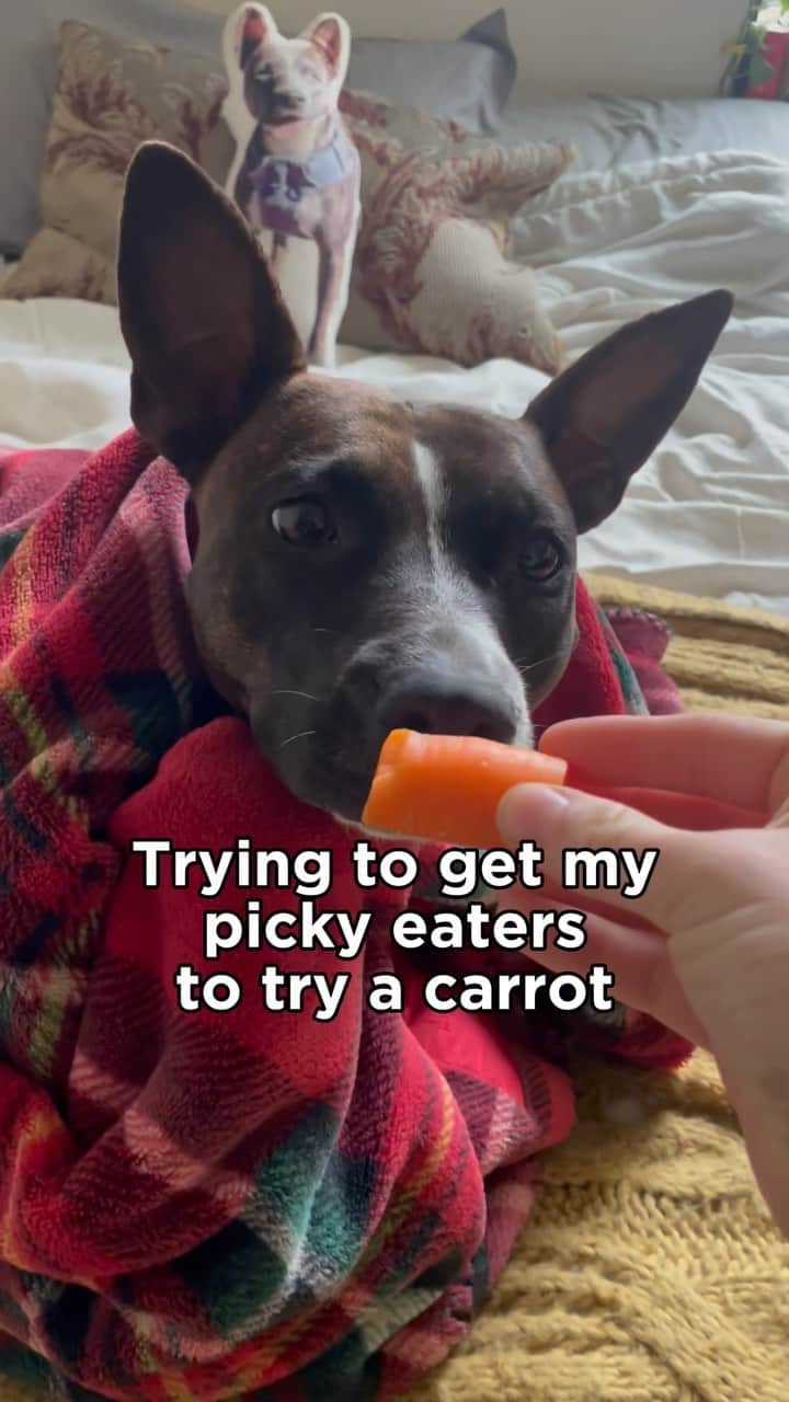 のインスタグラム：「Got a picky eater? No problem! We’re partnering with @solidgoldpets for a Picky Eater Contest to find the pickiest pets and the wacky things that pet parents do to help their pups eat.  Send us your videos and photos and then THREE lucky winners will be selected to receive a $1,000 CASH PRIZE and a $1,000 in Solid Gold products from dry and wet dog food to meal toppers and supplements that will have your dog howling for more.  One of the three winners will also be randomly chosen to become the brand’s 2024 ambassador for Green Cow Wet Dog Food in future marketing campaigns. Submit your picky eaters through our link in bio for the chance to win! 😋 . . . #pickyeaters #pickyeatercontest #pickyeaterdog #pickiesteater #dogsofinstagram #solidgoldpets」