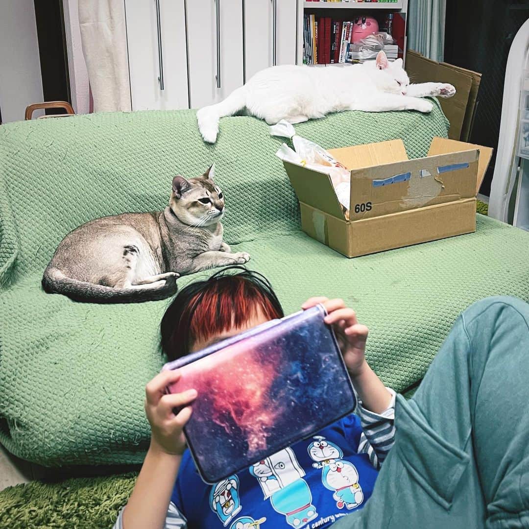 水谷さるころのインスタグラム：「我が家の雛壇　#おファルにゃん　#おチェルにゃん」