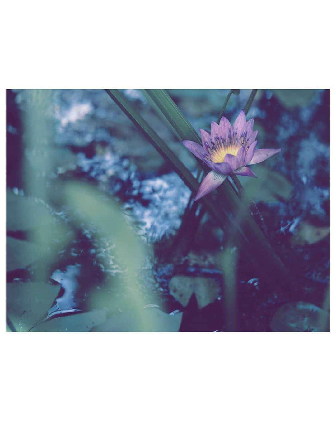 大塚愛さんのインスタグラム写真 - (大塚愛Instagram)「AIO PHOTO  高潔な。  AIO　#aio #photo  #beautiful  #flower」11月10日 12時37分 - aiotsuka_official