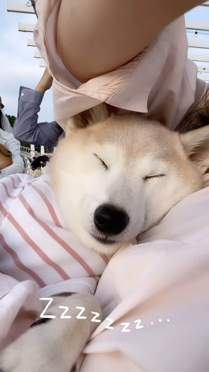 柴犬 けんしろう ゆりあのインスタグラム：「🐶💤  最近、お出かけ先でぐーぐー 居眠り活動に忙しいゆりあさん😂  ゆりあといえば、みなさんにとって けんちゃんの上をぶっ飛んだり お転婆ちゃんな妹のイメージかな😂？  最近は、お外よりお家でのんびりが大好きな かわいいおばぁわんに変身中です🐶  どんなゆりあもかわいくて大好きよ❤️  ゆりあさんのお年ごろのお話をしましたが、 そんなお世話係もこの度めでたく四十肩になりました😭  #sleep #寝顔」