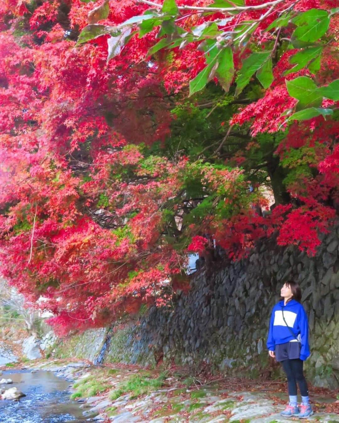 あだち理絵子のインスタグラム：「#天川村 #洞川温泉　 #大峯山龍泉寺 の向かいの河原の #紅葉#もみじ　が真っ赤だったよー。  #奈良#奈良観光 #フォトジェニック  #秋#紅葉ポートレート」