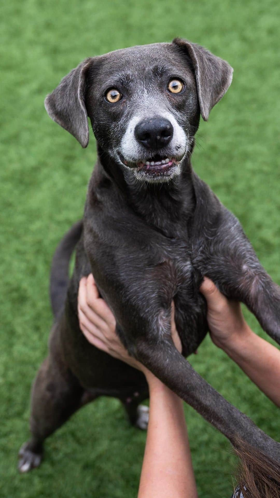 The Dogistのインスタグラム：「ADOPTABLE: Kia, Milk (aka Toupee), and Luna – via @heartsandbonesrescue • If you’re interested in fostering or adopting, head to the link in our stories! We’re almost to our $15K goal 🎉 Thank you to everyone for supporting this cause! Hearts & Bones Rescue is a small non-profit founded in 2017 that has rescued more than 5,000 dogs from overpopulated shelters in the Dallas, TX area. Each of those dogs were at risk of euthanasia, so their work truly is life-saving. If you’re able to help further their mission with a donation, please do so today!」