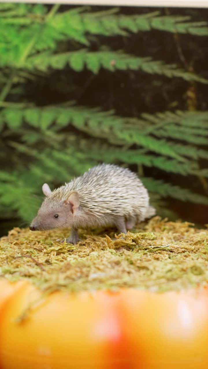San Diego Zooのインスタグラム：「And the most confusing name award goes to...  Tenrecs!  Specifically, the lesser hedgehog tenrec. Believe it or not, this tiny, spiny species isn’t related to hedgehogs at all and shares more branches of the family tree with moles and shrews.   #Tiny #Baby #Tenrec #SanDiegoZoo」