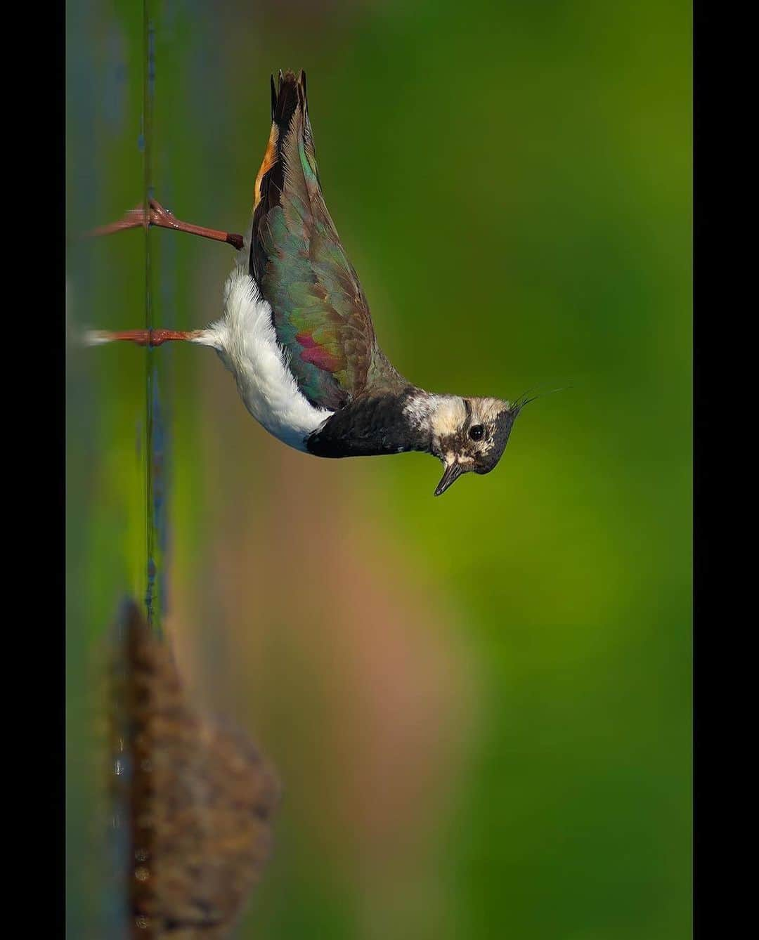 Ricoh Imagingさんのインスタグラム写真 - (Ricoh ImagingInstagram)「Vanellus vanellus | The northern lapwing, also known as the peewit or pewit, tuit or tew-it, green plover, or (in the British Isles) just lapwing, is a bird in the lapwing family. It is common through temperate Eurosiberia.  It is highly migratory over most of its extensive range, wintering further south as far as north Africa, northern India, Pakistan, and parts of China. It migrates mainly by day, often in large flocks. Lowland breeders in westernmost areas of Europe are resident. It occasionally is a vagrant to North America, especially after storms, as in the Canadian sightings after storms in December 1927 and in January 1966.  It is a wader that breeds on cultivated land and other short vegetation habitats. 3–4 eggs are laid in a ground scrape. The nest and young are defended noisily and aggressively against all intruders, up to and including horses and cattle.  It is a 28-33cm long bird with a 67-87cm wingspan and a body mass of 128-330g. It has rounded wings and a crest. It is also the shortest-legged of the lapwings. It is mainly black and white, but the back is tinted green. The male has a long crest and a black crown, throat and breast contrasting with an otherwise white face. Females and young birds have shorter crests, and have less strongly marked heads, but plumages are otherwise quite similar.  This is a vocal bird in the breeding season, with constant calling as the crazed tumbling display flight is performed by the male. The typical contact call is a loud, shrill “pee-wit” from which they get their otname of peewit. Displaying males usually make a wheezy “pee-wit, wit wit, eeze wit” during their display flight; these birds also make squeaking or mewing sounds.  It feeds primarily on insects. . 📸: @ogunturkay  📸: Pentax K-3 Mark III . . #pentax #pentaxian #ogunturkay #ricohimaging #bird #sweden #kings_birds #pentax_wildlife #pentaxk3mkiii #wildlifephotography #naturephotography  #ricohpentax #thewildlifebiologist #teampentax  #bestbirdshots #birds」11月10日 6時22分 - ricohpentax