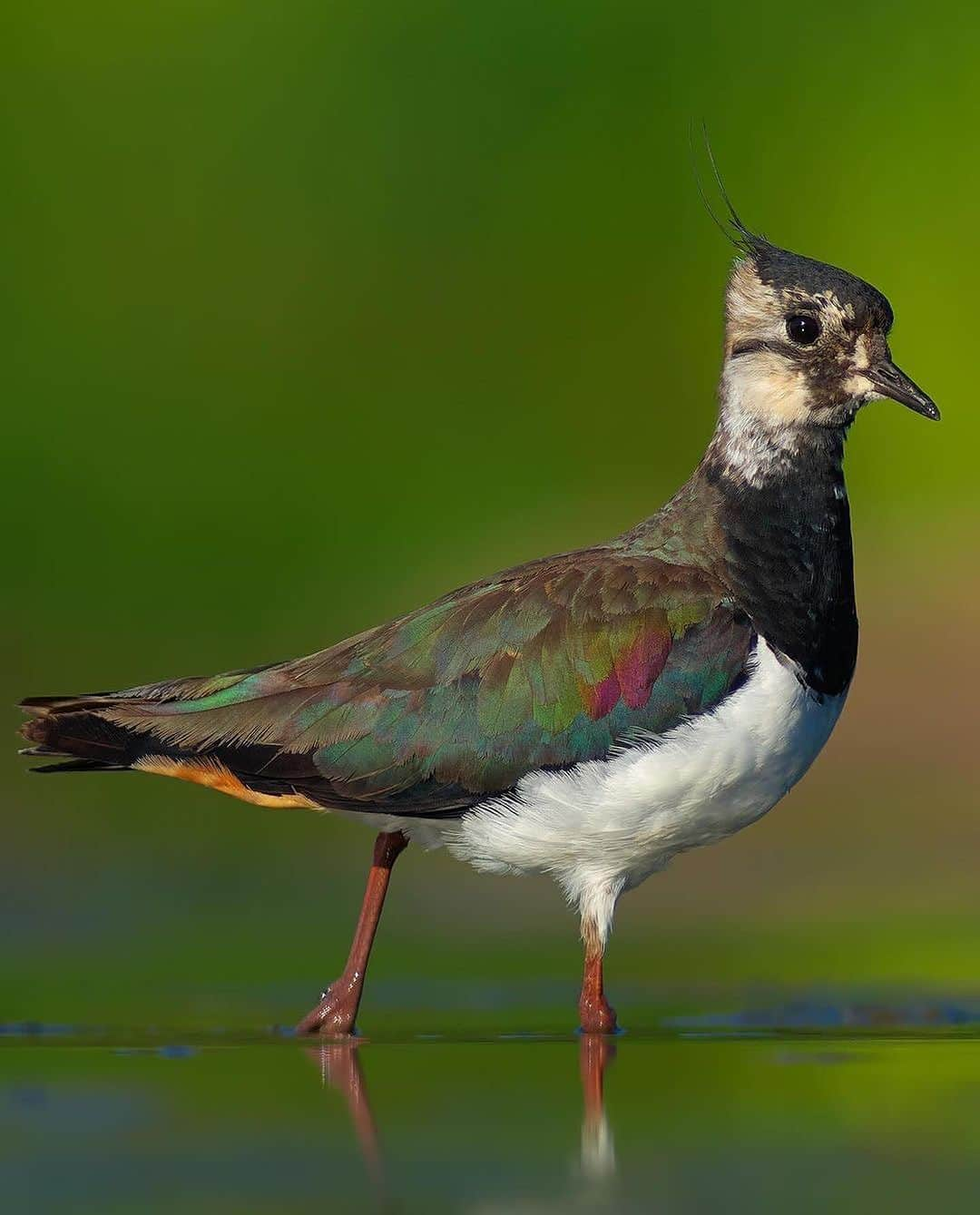 Ricoh Imagingのインスタグラム：「Vanellus vanellus | The northern lapwing, also known as the peewit or pewit, tuit or tew-it, green plover, or (in the British Isles) just lapwing, is a bird in the lapwing family. It is common through temperate Eurosiberia.  It is highly migratory over most of its extensive range, wintering further south as far as north Africa, northern India, Pakistan, and parts of China. It migrates mainly by day, often in large flocks. Lowland breeders in westernmost areas of Europe are resident. It occasionally is a vagrant to North America, especially after storms, as in the Canadian sightings after storms in December 1927 and in January 1966.  It is a wader that breeds on cultivated land and other short vegetation habitats. 3–4 eggs are laid in a ground scrape. The nest and young are defended noisily and aggressively against all intruders, up to and including horses and cattle.  It is a 28-33cm long bird with a 67-87cm wingspan and a body mass of 128-330g. It has rounded wings and a crest. It is also the shortest-legged of the lapwings. It is mainly black and white, but the back is tinted green. The male has a long crest and a black crown, throat and breast contrasting with an otherwise white face. Females and young birds have shorter crests, and have less strongly marked heads, but plumages are otherwise quite similar.  This is a vocal bird in the breeding season, with constant calling as the crazed tumbling display flight is performed by the male. The typical contact call is a loud, shrill “pee-wit” from which they get their otname of peewit. Displaying males usually make a wheezy “pee-wit, wit wit, eeze wit” during their display flight; these birds also make squeaking or mewing sounds.  It feeds primarily on insects. . 📸: @ogunturkay  📸: Pentax K-3 Mark III . . #pentax #pentaxian #ogunturkay #ricohimaging #bird #sweden #kings_birds #pentax_wildlife #pentaxk3mkiii #wildlifephotography #naturephotography  #ricohpentax #thewildlifebiologist #teampentax  #bestbirdshots #birds」