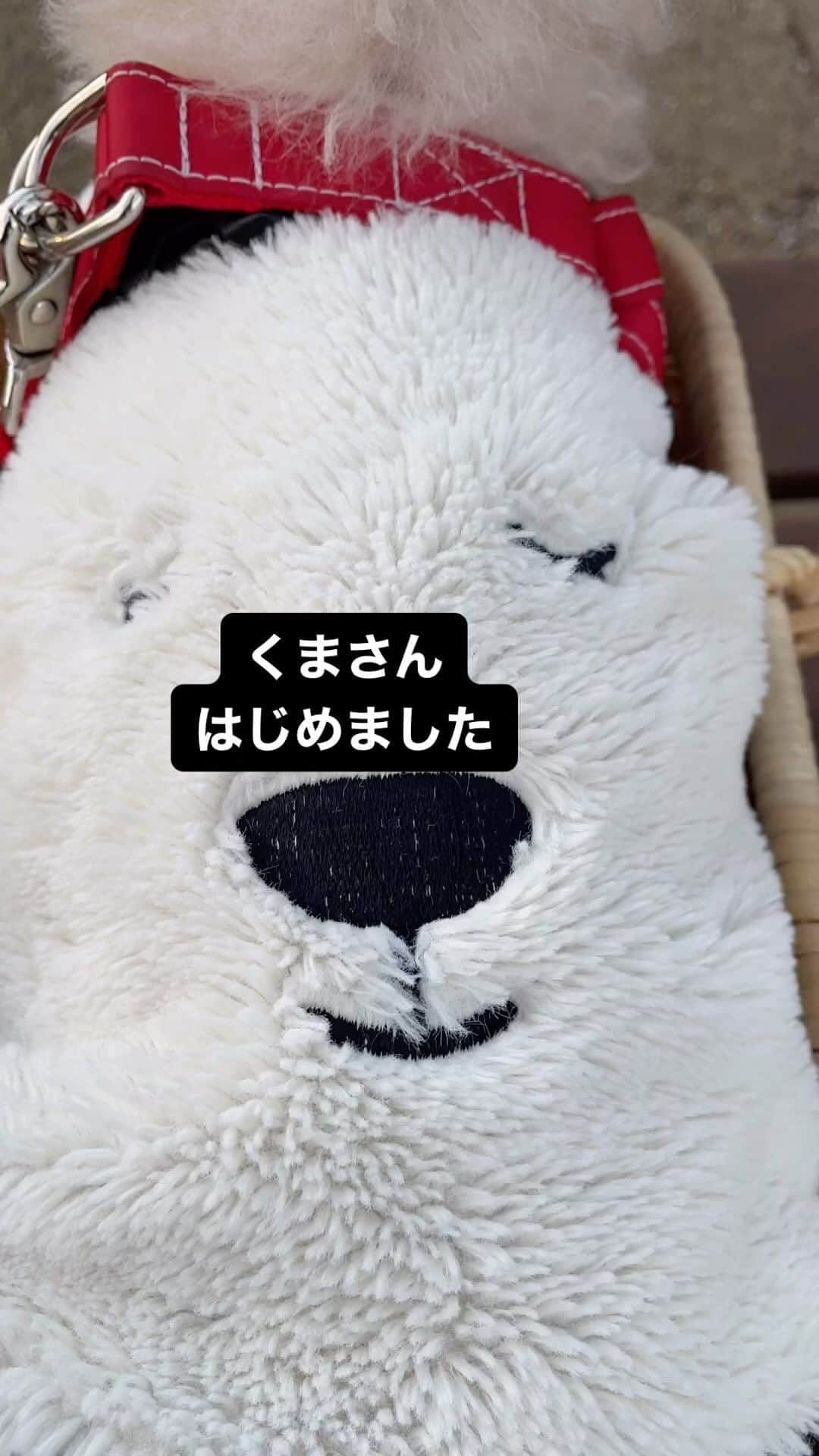 Maruのインスタグラム：「🐻‍❄️ 朝のラジオ体操が 寒くなってきました。 今年もマルックマさんにお世話になりまる！  #みえごっくま #ハイシニア犬 #ハイシニア犬は毎日が記念日 #羽根木公園」