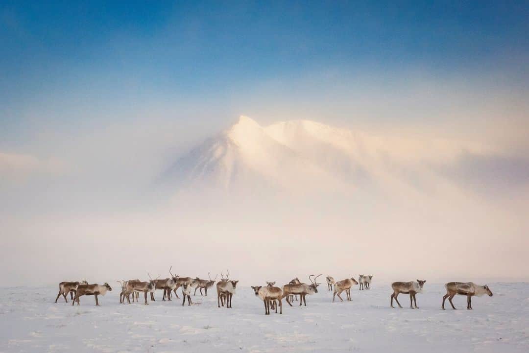 ナショナルジオグラフィックのインスタグラム：「Photo by @katieorlinsky | Writer Neil Shea and I have been living and breathing caribou for the past three years, and now our story, “Where Are All the Caribou?” is finally online. Check it out at the link in bio and in the December issue of National Geographic.   The animals pictured here are part of Alaska’s Western Arctic herd, photographed deep within the Brooks Range outside the Nunamiut village of Anaktuvuk Pass. Two centuries ago, there were hundreds of thousands of caribou as far south as Maine, and in the Arctic, herds numbered close to 5 million. However, over the past 2 decades, Arctic caribou populations have been in shocking decline, dropping to roughly 2 million and falling. There hasn’t been a disappearance of so many large land mammals in such a short time since the American bison. No one knows exactly why, and it's considered to be one of the greatest wildlife mysteries on the continent.  What we do know for certain is that caribou decline is an enormous loss that threatens to put even more pressure on the fragile ecosystem of the Arctic, as well as on Indigenous communities across Alaska and Canada. They need caribou for food security, and they're also culturally and spiritually dependent on the animals, just as they have been for thousands of years.  This story was made possible because of these communities and the people who graciously shared their time and knowledge with us over the years. We thank the Nunamiut of Anaktuvuk Pass, Alaska, the Tlicho Tribe in the Northwest Territories of Canada, the Neets'aii Gwich'in community of Arctic Village, Alaska, the Inupiat village of Ambler, Alaska, and the West Moberly and Saulteau First Nations in British Columbia, Canada.  Working on this story, it’s become clear that if we want to save the caribou, we have to listen to the people who know them best.」