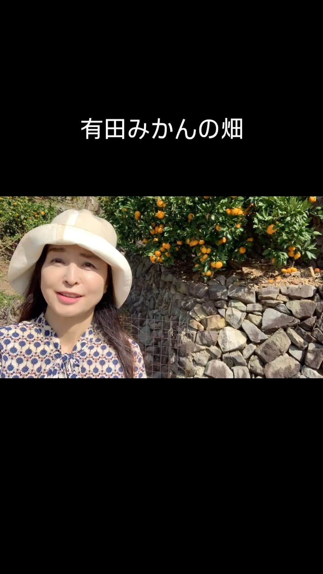 大桃美代子のインスタグラム：「和歌山県有田市のみかん畑へ。  山丸ごとみかん畑。  有田みかんの5%しか採れない、高級みかん、  「有田クォリティー」の園地。  日当たり、水捌けのいい急斜面で、  みかんが育っています。  石垣は、下から一つ一つ運んで作られたみかん畑。  その労働を思うと涙が出ます。  教員を早期退職して、200年続く農園を継いだ、秦さん。  今年も有田クォリティーの早生みかんで認証されました。  有田市認定みかんになっています。  天候、気温、雨量、風と対話しながらの  みかん栽培。  有田の生産者のレベルが高い！  今年は裏作で、収量は少な目ですが、  味は、爽やかな酸味があり、甘味を引き立てます。  美味しいみかんになりました。  有田クォリティーは、認証農家さんのホームページ等で  購入できます。  デニムのユニホームで作業している、皆様。  いつもありがとうございます。  有田クォリティーは有田市のふるさと納税の人気返礼品。  有田みかんをよろしくお願いします。  秦農園の皆様、  撮影協力、ありがとうございました。  #有田クォリティー#有田みかん#地域活性化#有田市原産地呼称#SDGs#地域ブランディング」