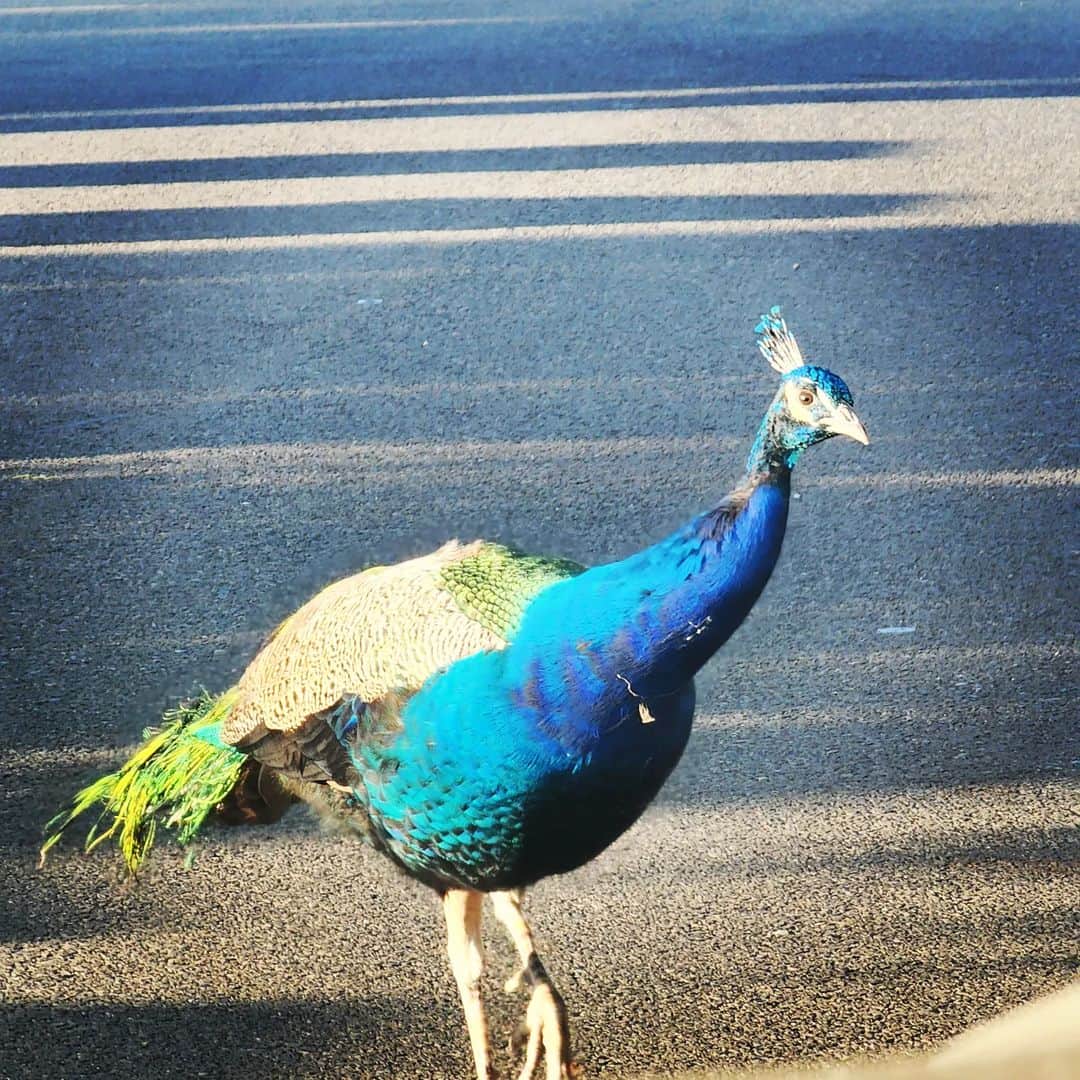 ガソリングラマーのインスタグラム：「Morning Peacock 🦚✨ #peacock #peacocksrule #peacockempire #ilovepeacocks #peacocktime #peacockmagic #shadowhills #THANKYOU #wildpeacocks #peacockdaddy #peacockmagic #peacocks #peafowl」