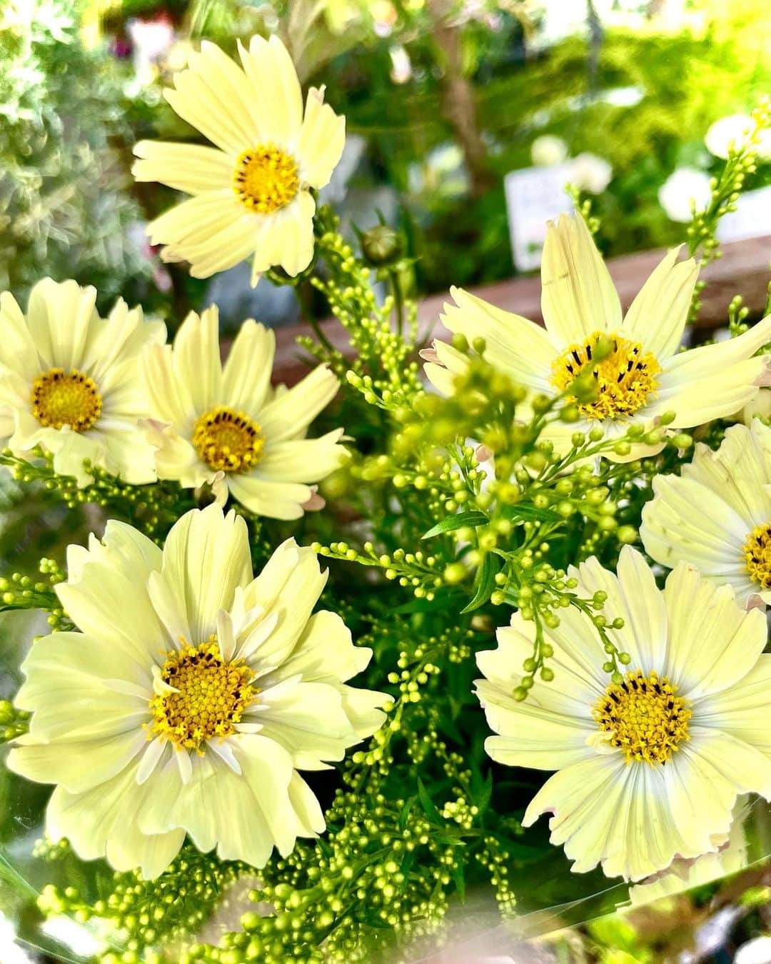 たなかえりのインスタグラム：「おはようございます🌼 いつも通らない近所の裏道にお花屋さんを発見💐 #黄色いコスモス を買いました😆✨  さて金曜日！ みなさま今週もお疲れ様でございました✨  #黄色い秋桜  #はじめてみたよ」