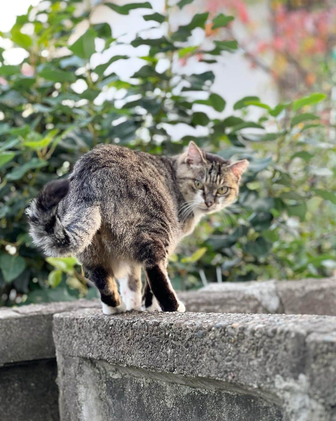 山田稔明のインスタグラム：「ママンの朝は早い。おでかけですか？ #チミママ」