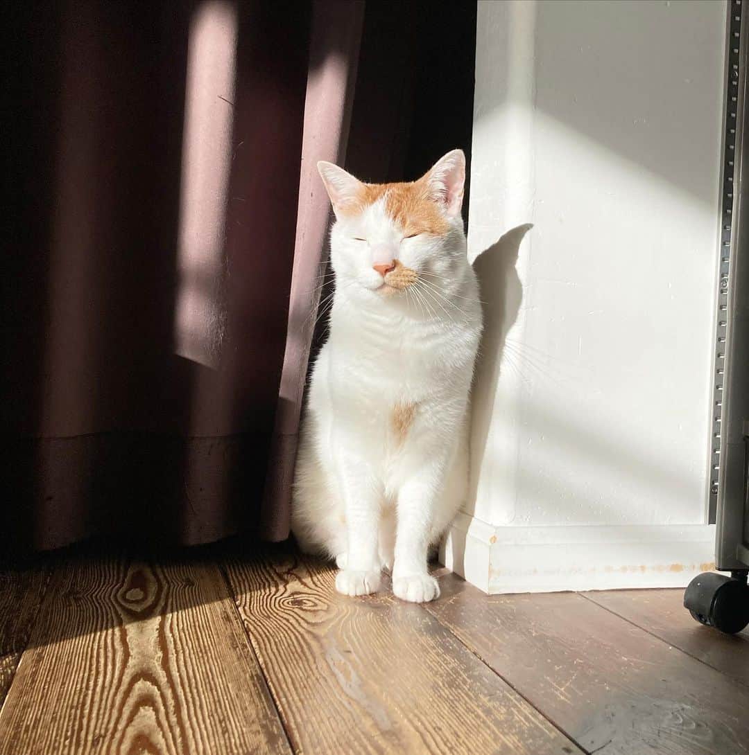 いちタルのインスタグラム：「🐈🐈🐈🐈🐈🐈 朝日を浴びる タルト氏 🐈🐈🐈🐈🐈🐈 #猫 #ねこ #ネコ #cat」