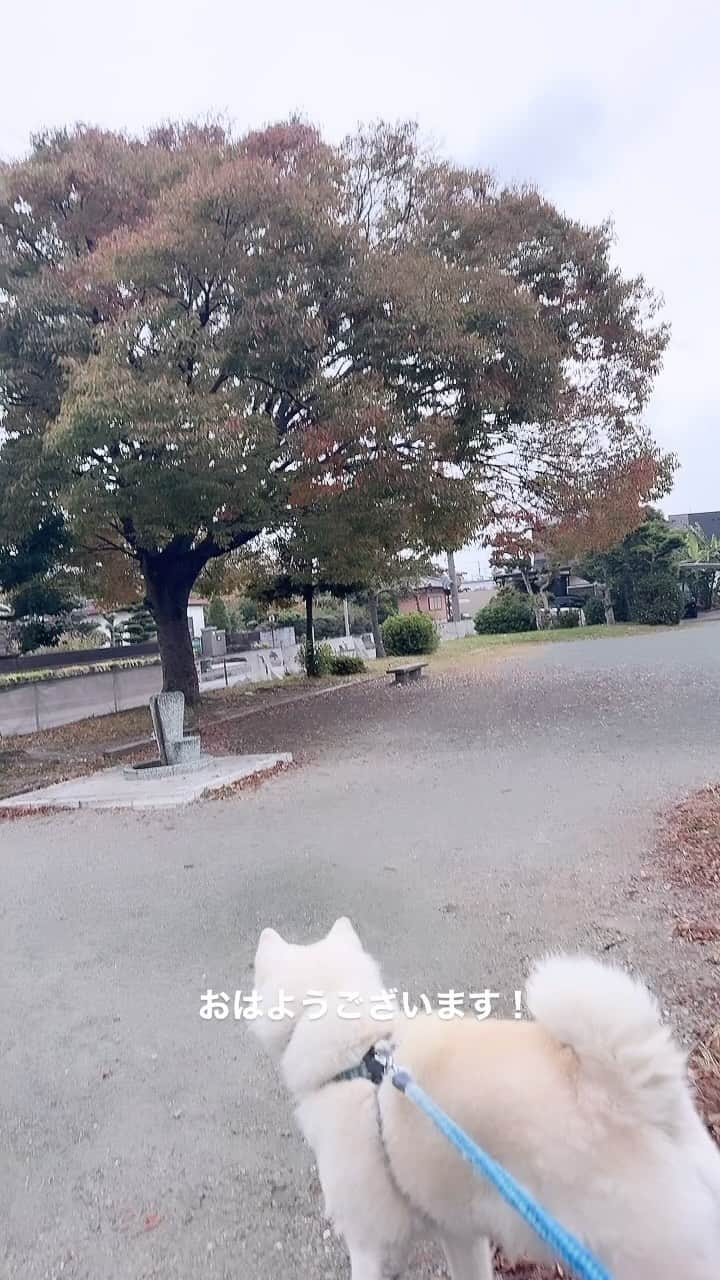 水谷雅子のインスタグラム：「名古屋19℃☔️☁️ おはようございます！ 朝から厚い雲に覆われて、 冷たい雨がポツポツ降り出してきました。 日中は雨が降ったり止んだり。 日差しがないので寒いですね。 体調管理には十分に気をつけてくださいね！ 気をつけて行ってらっしゃい🩷 #おはようございます #goodmorning  #朝食#breakfast  #秋田犬#akitainu #dogsofinstagram  #トースト#苺ジャム#小倉#サラダ #カフェオレ#珈琲 #水谷雅子 #水谷雅子の美容の秘訣シリーズ」