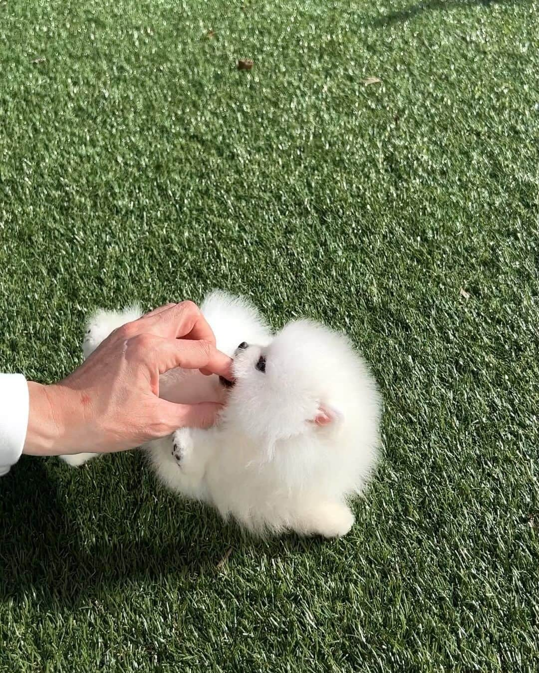 Rolly Pups INCのインスタグラム：「Have you ever met such a happy, playful, and handsome boy?😆 Buzz, our white pomeranian boy, loves belly rubs, having the zoomies, and warm cuddles🤗 . . We Deliver to Selected Countries, where we can DELIVER SAFELY !! ✈  For Puppy Inquiries, Please Call or Text or WhatsApp TONY +1 (267) 301-6649 JAY +82 10 5427 3971 . . For More Details, Please refer to the website on our Instagram profile link.  www.kpups1.com」