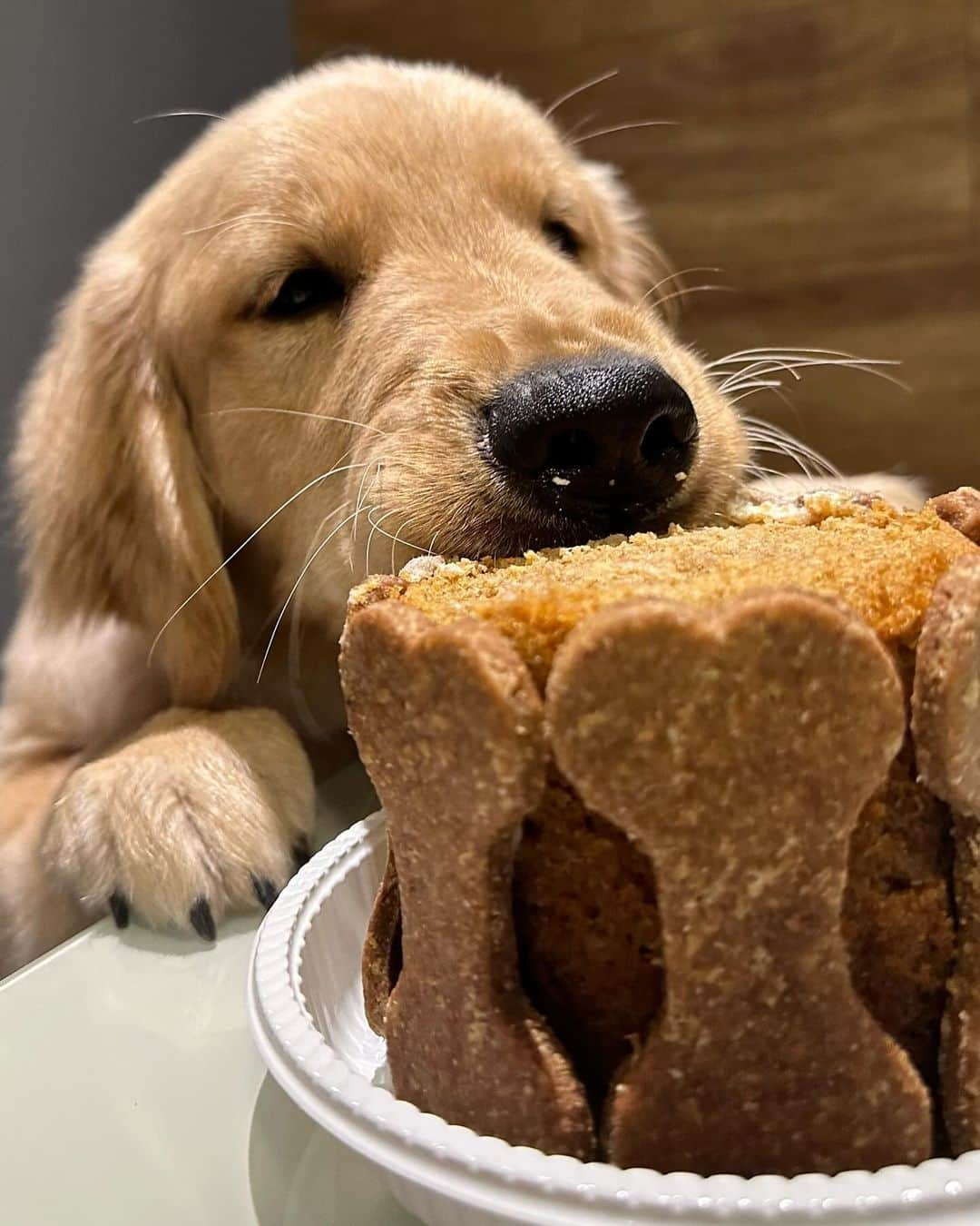 Bobさんのインスタグラム写真 - (BobInstagram)「5 meses do Furacão 🌪️  Com muito @meudocefavorito 🎂😋 #MesVersario」11月10日 8時44分 - bob_marley_goldenretriever