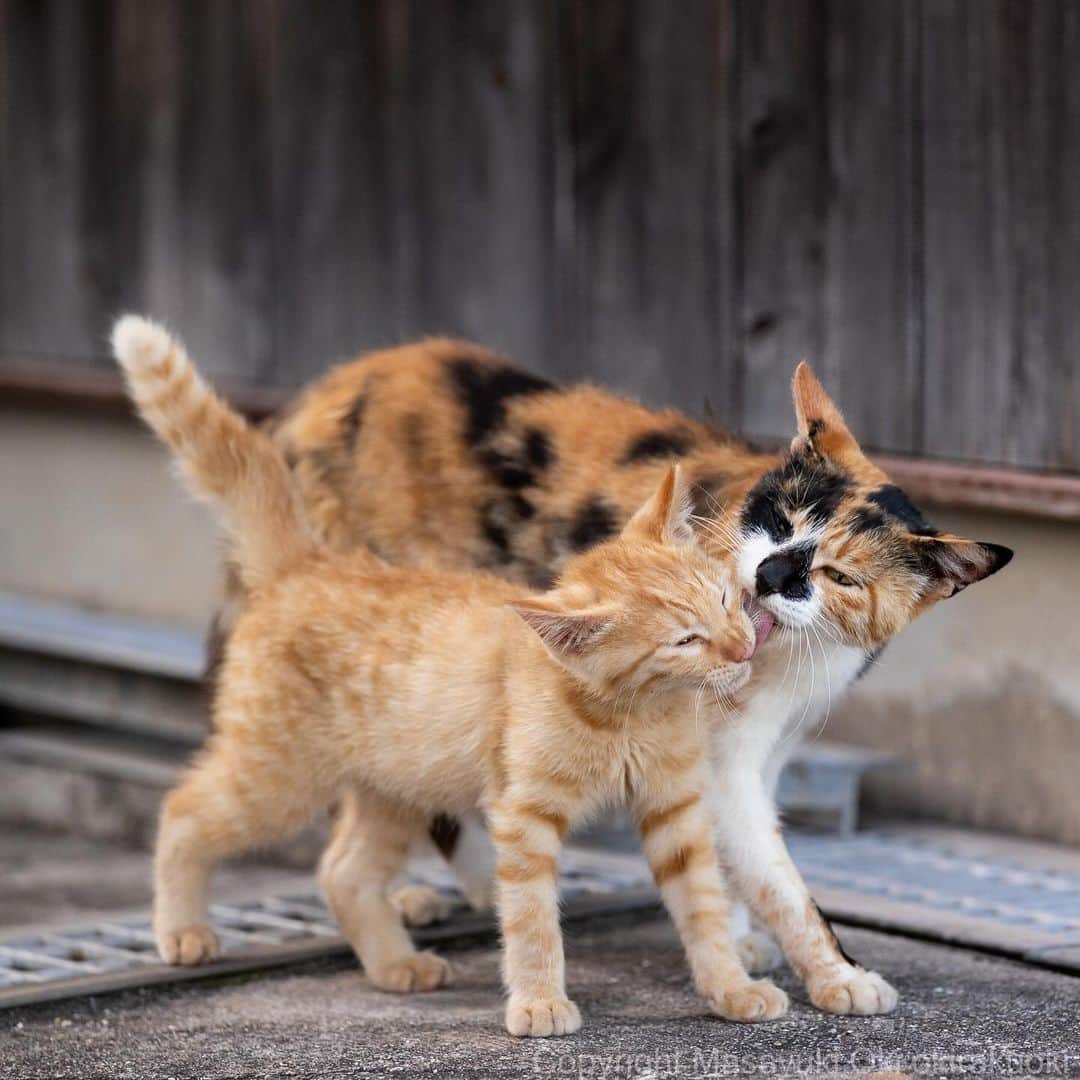Masayukiのインスタグラム：「母の愛。  #cat #ねこ #猫 #東京カメラ部 #nekoclub  #yourshotphotographer  #my_eos_photo」