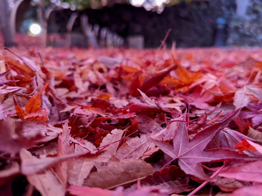 依田司さんのインスタグラム写真 - (依田司Instagram)「11月10日（金） 今年は紅葉前線がなかなか下りてきくれないので、標高６５９mの高原にある紅葉の名所、長野県小諸市の『小諸城址 懐古園』まで足を伸ばしました。今朝は底冷えする冷え込みで、スタッフは動物になりきってのお仕事です。 日本１００名城である小諸城には、４００年の歴史ある石垣が今も残り、この時期、モミジやケヤキなど、およそ１千本以上の木々が紅葉します。 例年と比べて２、３日遅れの紅葉です。 また、10年ぶりに復活した夜のライトアップも見逃せません！ 紅葉まつりは19（日）までの開催です。  #小諸城 #懐古園 #LACOSTE #ラコステ #依田さん #依田司 #お天気検定 #テレビ朝日 #グッドモーニング #気象予報士 #お天気キャスター #森林インストラクター #グリーンセイバーアドバンス #プロジェクトワイルド #IPCC伝導者 #japan #japantrip #japantravel #unknownjapan #japanAdventure #japanlife #lifeinjapan #instagramjapan #instajapan #療癒 #ilovejapan #weather #weathercaster #weatherforecast」11月10日 9時04分 - tsukasa_yoda