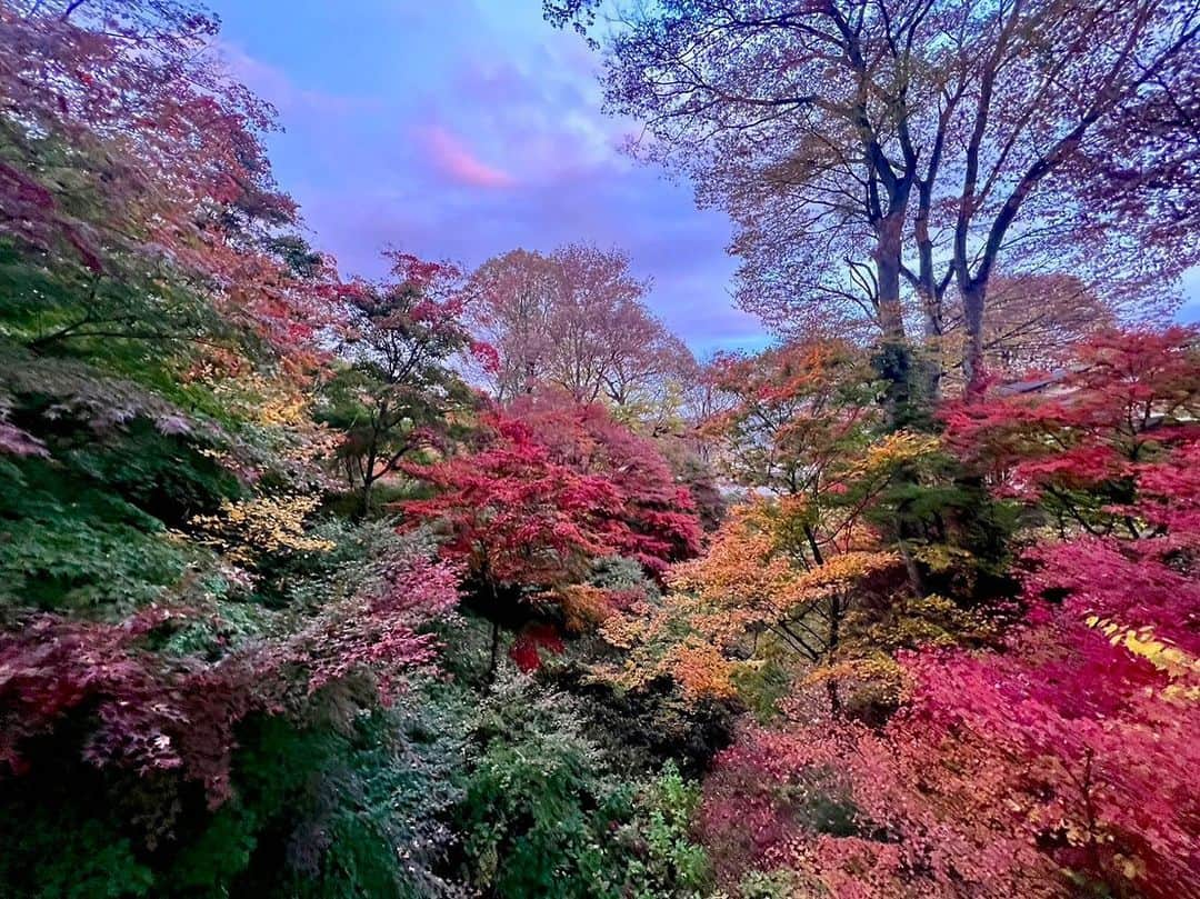 依田司さんのインスタグラム写真 - (依田司Instagram)「11月10日（金） 今年は紅葉前線がなかなか下りてきくれないので、標高６５９mの高原にある紅葉の名所、長野県小諸市の『小諸城址 懐古園』まで足を伸ばしました。今朝は底冷えする冷え込みで、スタッフは動物になりきってのお仕事です。 日本１００名城である小諸城には、４００年の歴史ある石垣が今も残り、この時期、モミジやケヤキなど、およそ１千本以上の木々が紅葉します。 例年と比べて２、３日遅れの紅葉です。 また、10年ぶりに復活した夜のライトアップも見逃せません！ 紅葉まつりは19（日）までの開催です。  #小諸城 #懐古園 #LACOSTE #ラコステ #依田さん #依田司 #お天気検定 #テレビ朝日 #グッドモーニング #気象予報士 #お天気キャスター #森林インストラクター #グリーンセイバーアドバンス #プロジェクトワイルド #IPCC伝導者 #japan #japantrip #japantravel #unknownjapan #japanAdventure #japanlife #lifeinjapan #instagramjapan #instajapan #療癒 #ilovejapan #weather #weathercaster #weatherforecast」11月10日 9時04分 - tsukasa_yoda