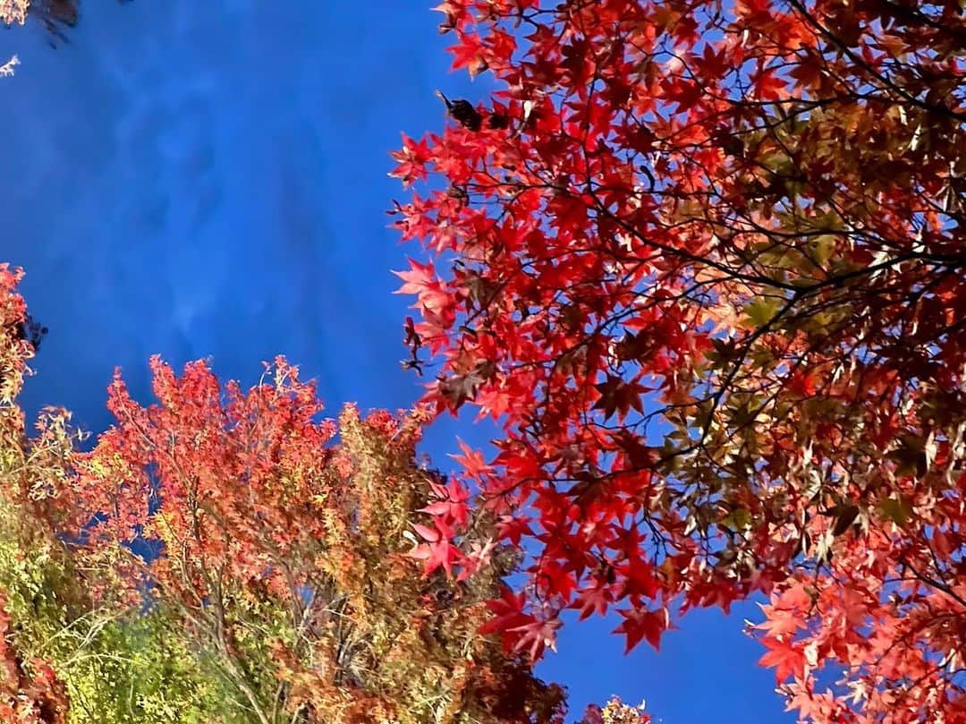 依田司さんのインスタグラム写真 - (依田司Instagram)「11月10日（金） 今年は紅葉前線がなかなか下りてきくれないので、標高６５９mの高原にある紅葉の名所、長野県小諸市の『小諸城址 懐古園』まで足を伸ばしました。今朝は底冷えする冷え込みで、スタッフは動物になりきってのお仕事です。 日本１００名城である小諸城には、４００年の歴史ある石垣が今も残り、この時期、モミジやケヤキなど、およそ１千本以上の木々が紅葉します。 例年と比べて２、３日遅れの紅葉です。 また、10年ぶりに復活した夜のライトアップも見逃せません！ 紅葉まつりは19（日）までの開催です。  #小諸城 #懐古園 #LACOSTE #ラコステ #依田さん #依田司 #お天気検定 #テレビ朝日 #グッドモーニング #気象予報士 #お天気キャスター #森林インストラクター #グリーンセイバーアドバンス #プロジェクトワイルド #IPCC伝導者 #japan #japantrip #japantravel #unknownjapan #japanAdventure #japanlife #lifeinjapan #instagramjapan #instajapan #療癒 #ilovejapan #weather #weathercaster #weatherforecast」11月10日 9時04分 - tsukasa_yoda
