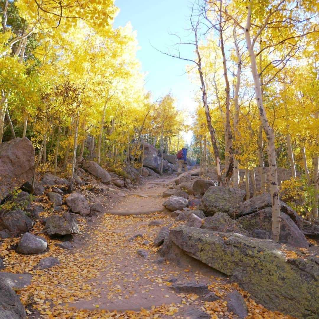 アメリカ内務省のインスタグラム：「In respect and recognition of the contributions of our veterans, their families and caregivers, all @usinterior-managed public lands will be fee-free on Saturday.   We encourage everyone to get outside and take advantage of the health benefits of spending time in these natural spaces.   Photo by @rockynps   #VeteransDay #publiclands   Alt Text: A person walking up a trail that is lined with yellow aspen trees.」