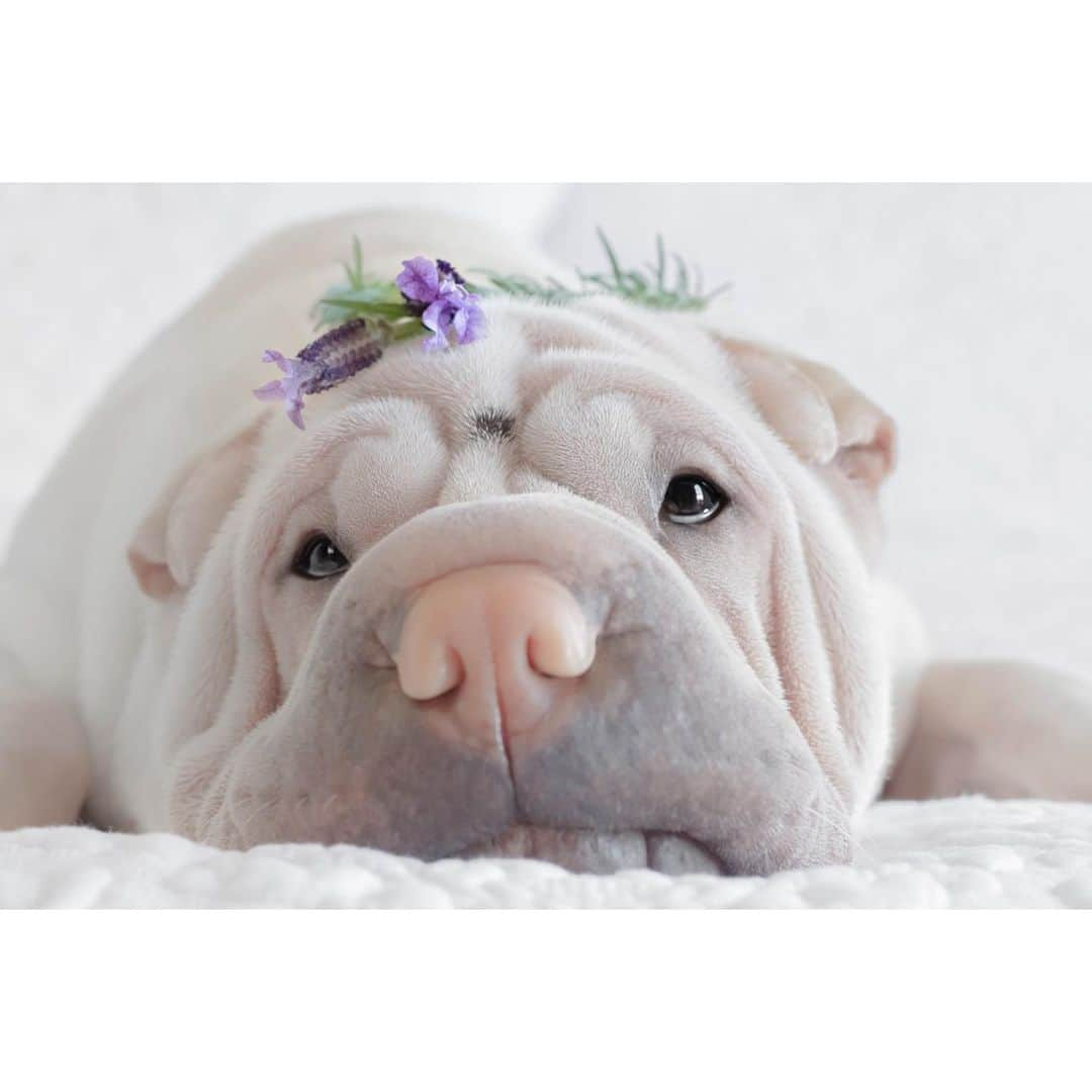 annie&pADdinGtoNさんのインスタグラム写真 - (annie&pADdinGtoNInstagram)「Lambender 💜 #spring #springlamb #lambington #sharpei #sharpeisofinstagram #sharpeisoftheworld #wrinkles #squishyfacecrew #lavender #love #dog #dogs #dogsofinstagram #doglover #ilovemydog #barked #instagood #weeklyfluff #instadaily #iloveyoutothemoonandback」11月10日 10時16分 - anniepaddington