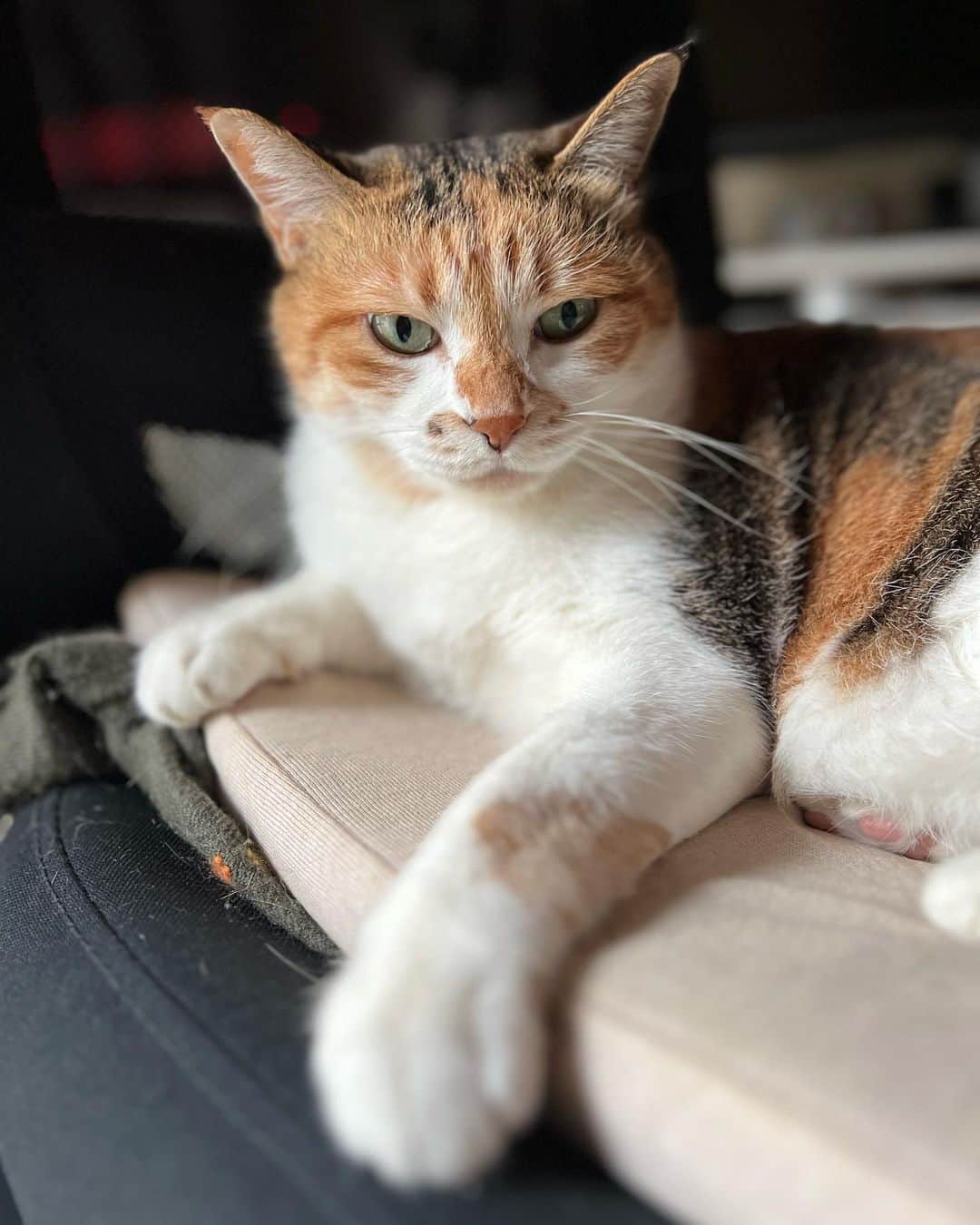 山田稔明のインスタグラム：「おはよ。天気悪いから不機嫌チミータ。 #ポチ実 #三毛猫」