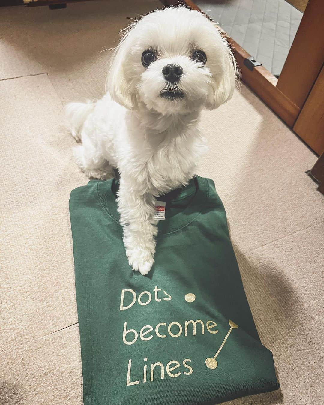 梶有紀子のインスタグラム：「Tシャツ届いてるで❣️ 11/12のbirthday LIVEで引き渡せるで🎂 BASEで注文してくれた方は届くの楽しみに待っててや🐶  と、こはるさんからのお知らせ💭笑  ご注文頂いた皆様ありがとうございます🫶 今回も良い色に出来ました👕お楽しみにです❣️  #Tシャツ #オリジナル #グッズ #可愛い犬」