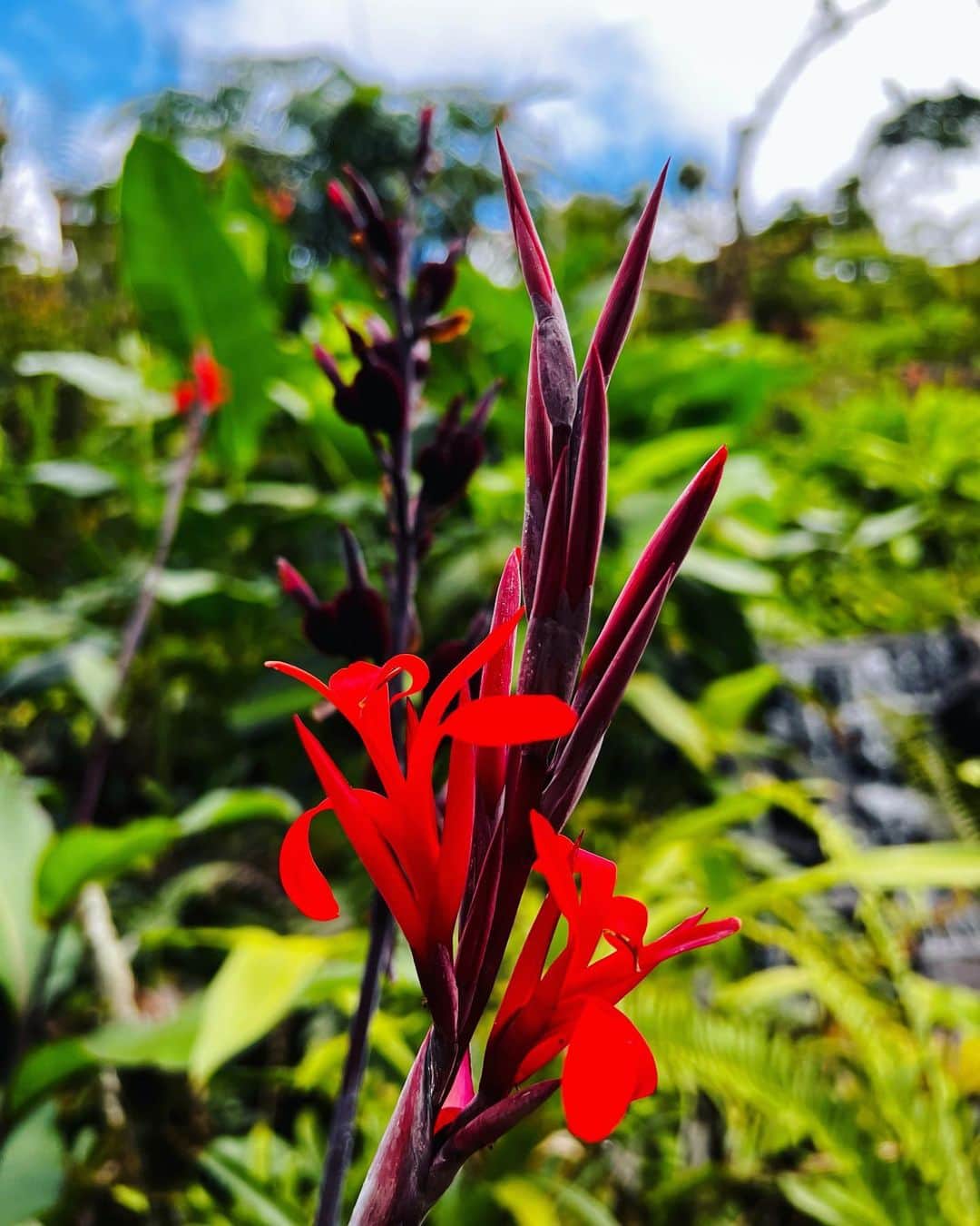 エリック・ラドフォードさんのインスタグラム写真 - (エリック・ラドフォードInstagram)「Costa Rica, you’re beautiful!  #costarica #paosvolcano #lapazwaterfallgardens #travel #jungle」11月10日 11時35分 - ericradford85