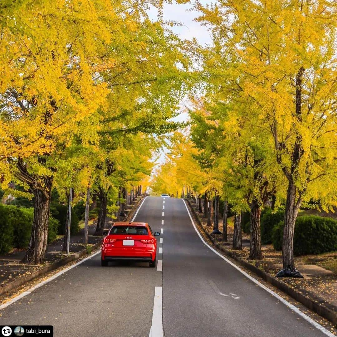 兵庫県のインスタグラム：「兵庫県公式インスタグラム『love_hyogo』です。  love_hyogoでは皆さんが #lovehyogo のハッシュタグをつけて投稿していただいた写真を紹介させていただきます。  本日のピックアップは ＠tabi_buraさんのお写真です👑 ハッシュタグをつけての投稿ありがとうございます🙏🏻   こちらは、姫路市にある名古山霊苑の「イチョウ並木」のお写真です📷✨ 秋の風物詩ともいえる「イチョウ並木」、黄色と緑のグラデーションがとても素敵ですね💛💚  姫路城から北西わずか1㎞にあり、姫路市十景の1つに数えられる墓地公園で、白亜の連立ドームの仏舎利塔を中心に噴水池や石仏堂などが立ち並び、名古山のなだらかな丘陵に広がる苑内は、四季折々の花や草木に包まれ季節感が感じられる憩いの公園として親しまれています⛲🌺🌳   イチョウの花言葉は「長寿」。イチョウが大きく育ち、長生きするという特徴からつけられたそうです☝️   兵庫にまつわる投稿は #lovehyogo のハッシュタグをお願いします👈  This is "love_hyogo", the official Instagram of Hyogo Prefecture. We will introduce photos posted by you with the hashtag #lovehyogo on love_hyogo.   Today's pick is a photo by ＠tabi_bura Thank you for posting with the hashtag!  Please use the hashtag #lovehyogo for Hyogo related posts!  #兵庫県#兵庫#hyogo #lovehyogo#love_hyogo #japan #photooftheday#followme #instagood #photography #picooftheday #happy   #姫路市 #名古山 #イチョウ並木 #仏舎利塔 #お出かけスポット #幸せのひととき #フォトジェニック #自慢したい兵庫の景色」