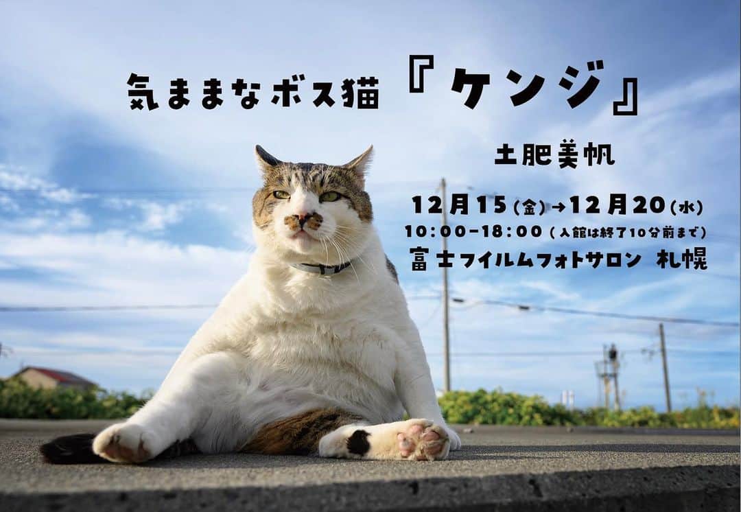 土肥美帆のインスタグラム：「😸 ・ 富士フイルムフォトサロン 札幌 企画写真展 気ままなボス猫『ケンジ』  2023年12月15日（金）〜20日（水） 10：00〜18:00 富士フイルムフォトサロン 札幌  六本木からの巡回展になります。 年末のお忙しい時と思いますが、 全日在廊してますので、 ぜひご高覧ください(=･ω･=)  ■ 写真展紹介 富士フイルムフォトサロン 札幌は、2023年12月15日（金）から12月20日（水）の6日間にわたり、写真家土肥美帆氏による北海道に住む“ボス猫・ケンジ”の撮りおろし作品を集めた写真展を開催します。  本企画写真展は、インスタグラムのフォロワー8万人を誇る“ボス猫・ケンジ”の写真作品を約50点展示（予定）。思わず笑ってしまう、ツッコミたくなるようなボス猫・ケンジのユニークな表情を捉えた作品を鑑賞しながら、ほっこり気分が味わえる写真展です。 近年、プロ写真家や趣味で写真を楽しむ方だけではなく、若年層を含む幅広い年齢層に被写体として大人気の「猫」。  猫が好きな方はもちろん、そうではない方も写真の新たな楽しみ方を発見しながら、ボス猫「ケンジ」をお楽しみください。  作品点数 ： 約50点（予定）」