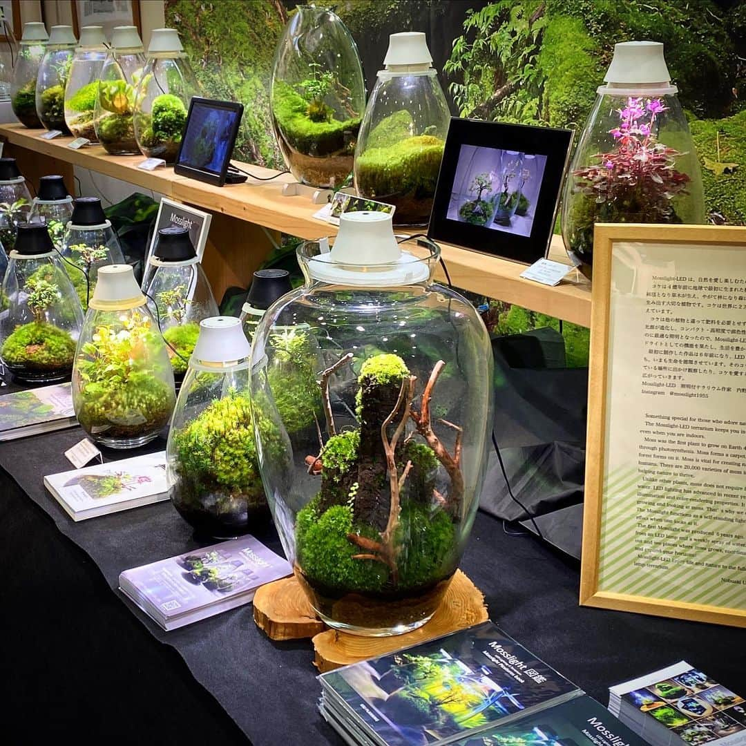 Mosslight-LEDのインスタグラム：「苔･こけ･コケ展 11/10〜11/12 京都府立植物園  #mosslight#モスライト #コケ展#京都府立植物園」