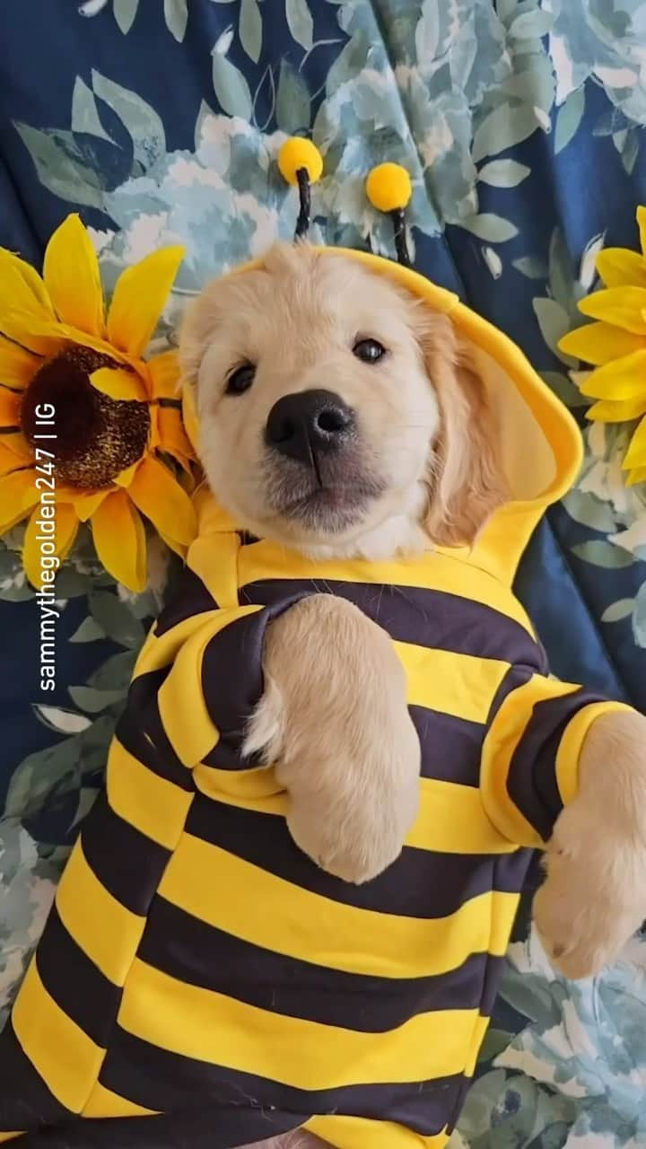 8crapのインスタグラム：「The cutest bee you’ve ever seen 📹 @sammythegolden247 - #barked #dog #doggo #puppy #pupper #GoldenRetriever #GoldenRetrieverPuppy」