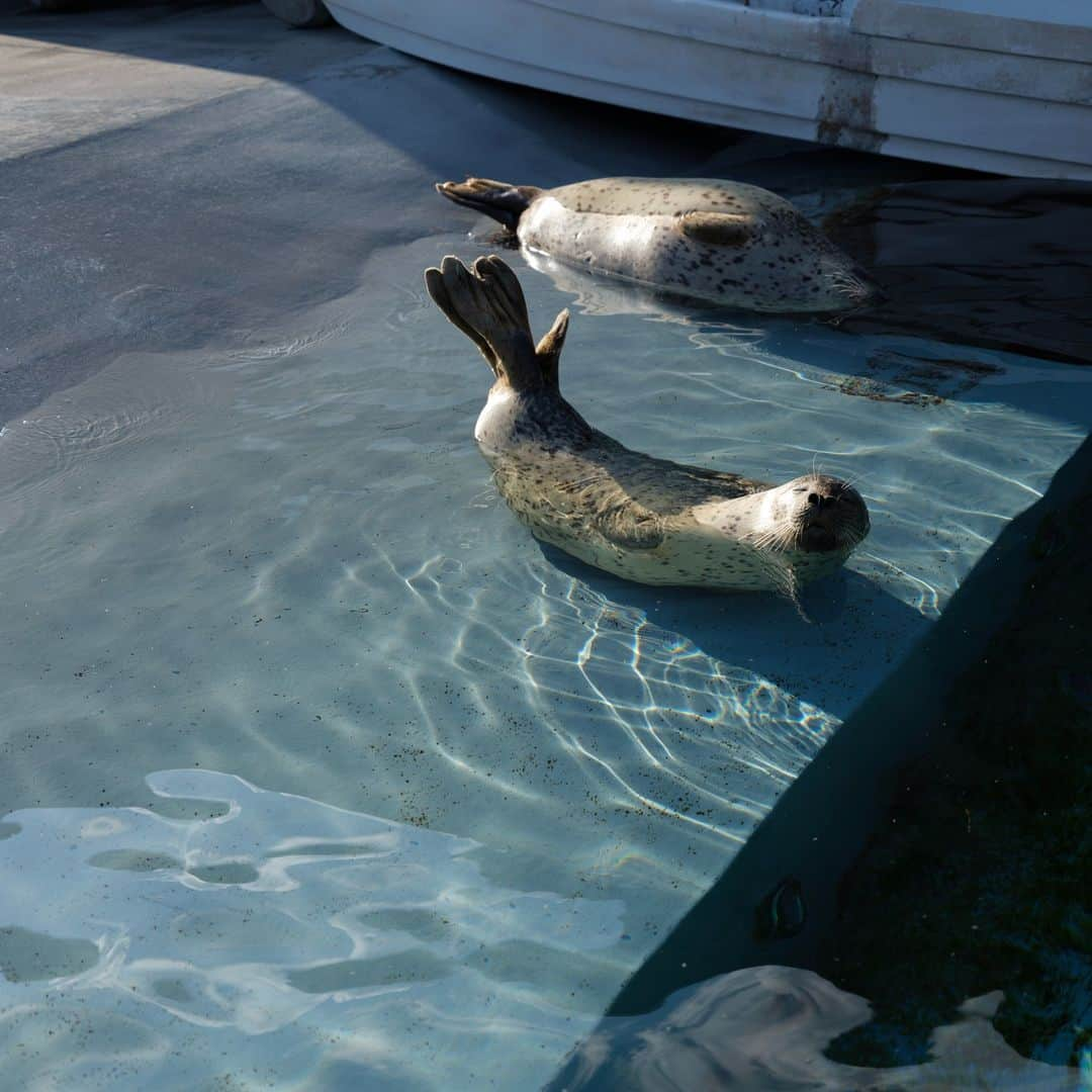 伊藤陽佑さんのインスタグラム写真 - (伊藤陽佑Instagram)「帰省シリーズ旭山動物園 ペンギン空飛んでた #伊藤陽佑 #YosukeIto」11月10日 22時15分 - litosanjp