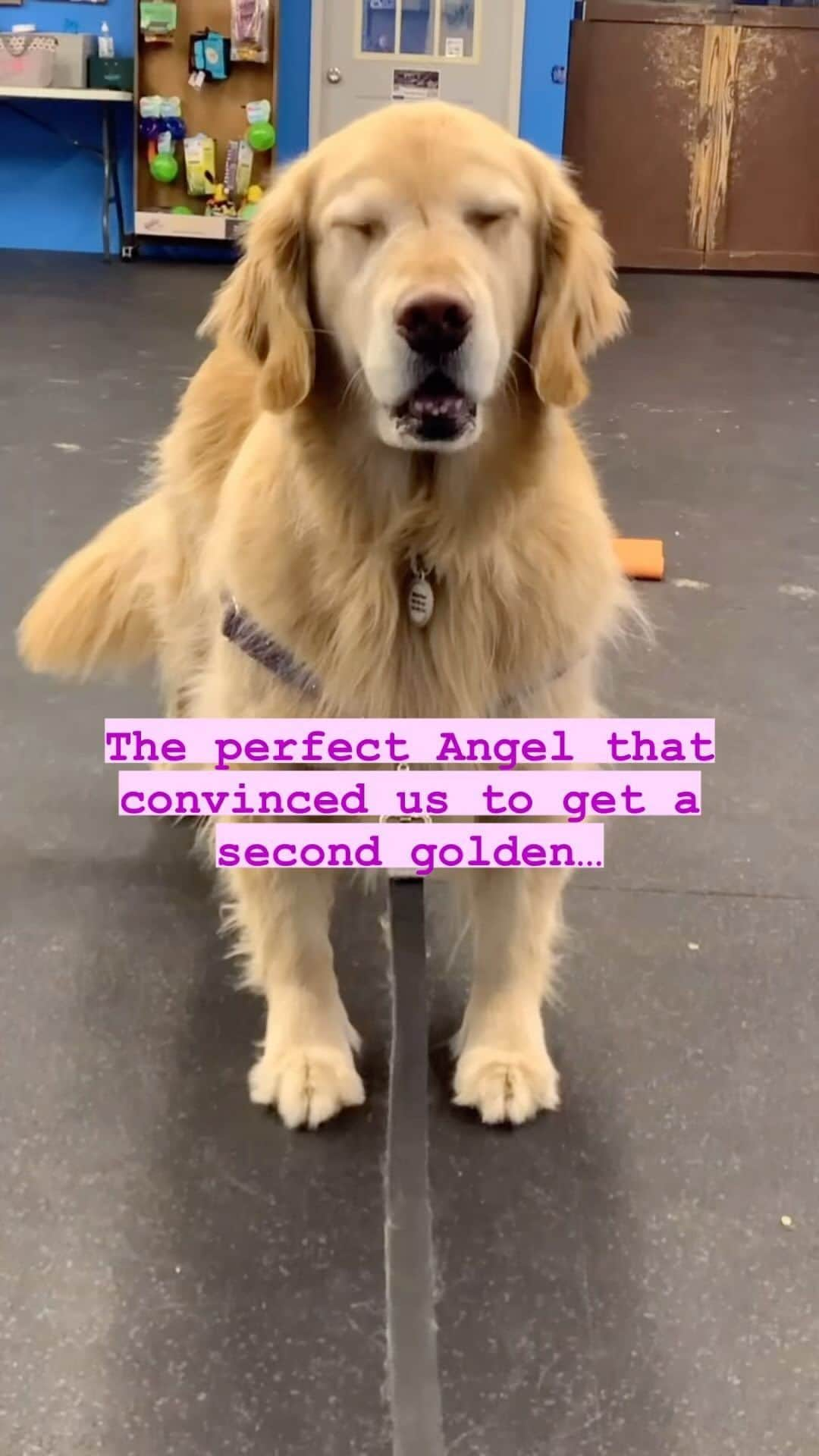 モヒートのインスタグラム：「This trend is soooo accurate 😂 I grew up with goldens but Mojito was the first ever dog either of us had on our  own. She was so good. Easy to train, wanted nothing more than to listen to us and learn tricks, she was so serious and calm. Just the bestest girl. So then we decided we could totally handle another. Enter: Julep 😂 she was a fat little fur missile without a thought in her brain. Chaos ensued from the day she came home. Launching herself off furniture, climbing cat trees, running over her siblings, you name it. But she brought out a goofy mozer side and really contributed to her old lady defiance 😂  after losing Mojito everyone asked me if I was going to make Julep a therapy dog now. The answer was also a big hell no! Julep is sweet and affectionate and social but being calm and well behaved for long periods of time in public is NOT her strength in life 😂 that’s okay, we have to do what our pups love best.  She would rather be climbing a tree in the woods or yeeting herself off a dock. And we love that for her! #firstchild #secondchild #goofydog #goldenretriever #gloriousgoldens #dogvideos #dogmom #puppy」