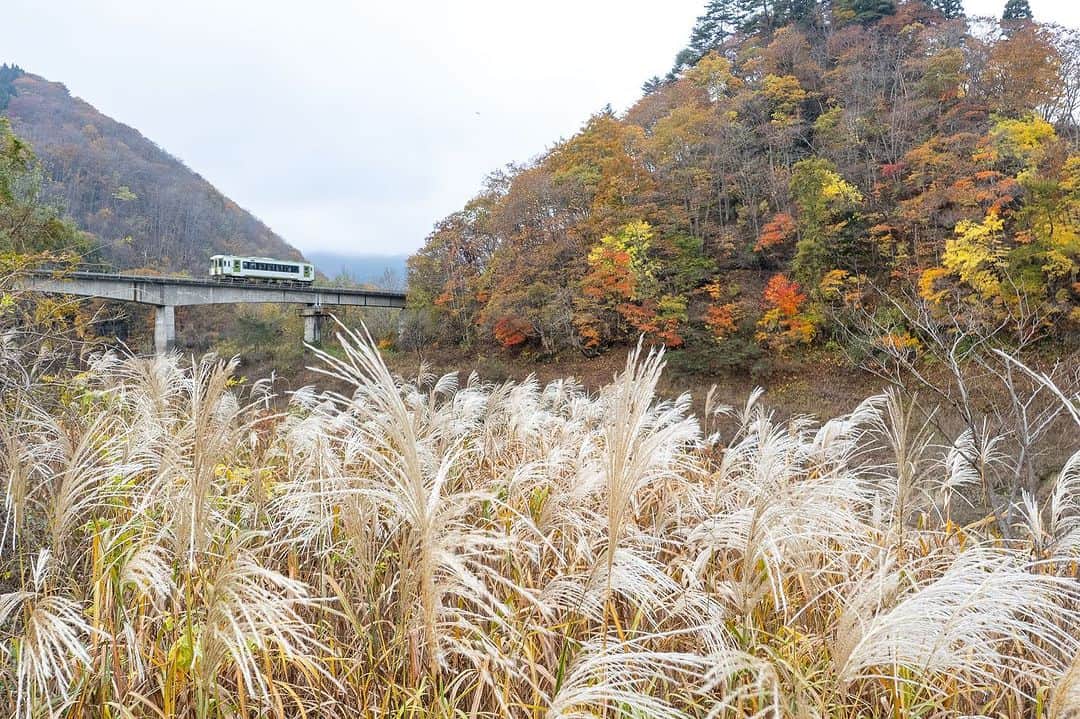 山人のインスタグラム：「3日目はこちら！ 錦秋湖の上を走る北上線とすすきと紅葉✨ 晴れれば青空でしたが曇った空もまたひとしお☺️  2023.11.01撮影  #私の山人  #山人 #西和賀 #岩手 #岩手県 #温泉 #いくぜ東北 #東北グルメ巡り #東北グルメ #東北旅行 #温泉旅行 # 田舎暮らし #日本の風景 #自然が好き　 #風景写真を撮るのが好きな人と繋がりたい #田舎の風景 #紅葉 #もみじ #芸術の秋 #錦 #紅葉スポット #落葉 #北上線 #JR #JR東日本 #湯ったりまつり2023 #地元の鉄道を応援しよう✊」