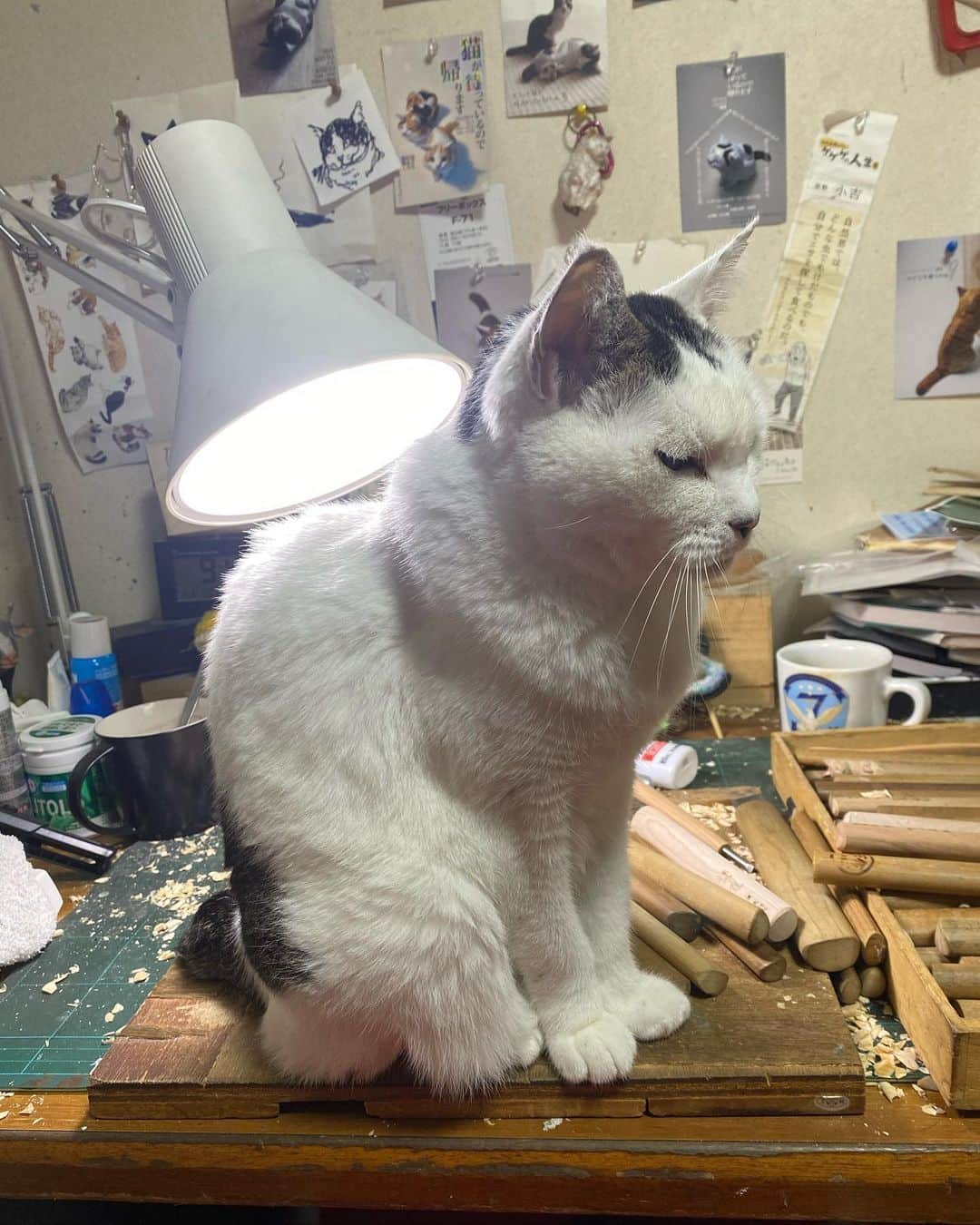 yamanekoさんのインスタグラム写真 - (yamanekoInstagram)「寒くなってきたので膝に乗ってくる魔太郎姉さん😻かわいい お互いにあったかいねぇ、良き良き」11月10日 22時35分 - yamaneko5656