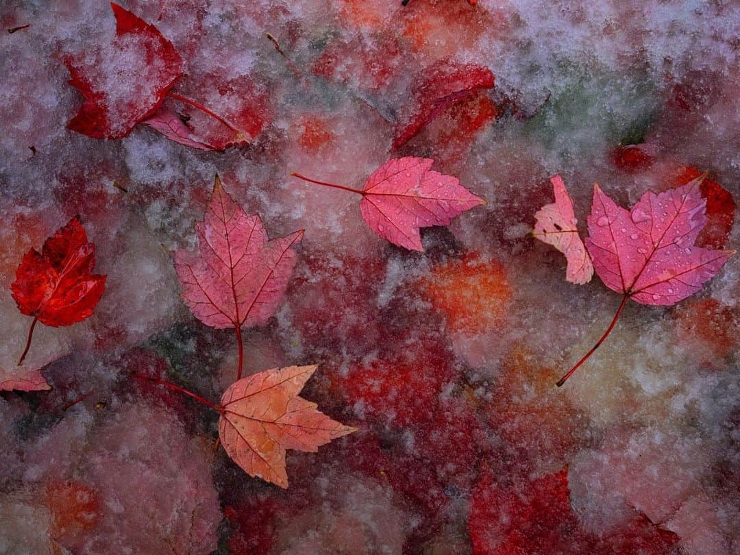 ナショナルジオグラフィックのインスタグラム：「Photo by Keith Ladzinski @ladzinski | The autumn season is always a bit wistful. Witnessing the fleeting beauty of changing leaves signifies shorter and colder days ahead. For deciduous trees and shrubs, this shedding is a process of preparation. The first act for these plants is to slow and eventually stop producing chlorophyll, the key ingredient that gives foliage its green color and helps absorb light for photosynthesis. Shedding is a safeguard against heavy snow that can cling to leaves and cause severe damage. I photographed this scene of vibrant red maple leaves in northern Illinois after the first snow of the season, a collision of autumn and winter.」