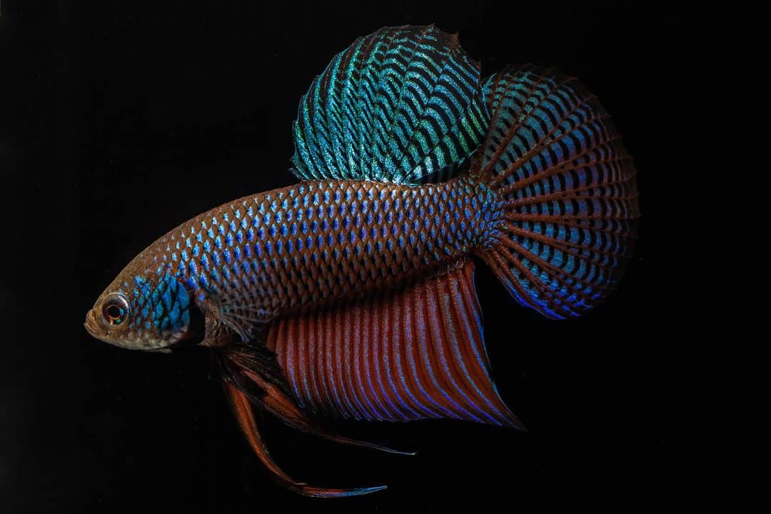 アニマルプラネットのインスタグラム：「Betta smaragdina ✨ This wild relative of domestic #betta fish is a micro-predator who hunts small invertebrates and fiercely defends its shallow-water territory in #Thailand and #Laos.   📷: Supakit Kaewyoo  #FishyFriday #wildtypebetta」
